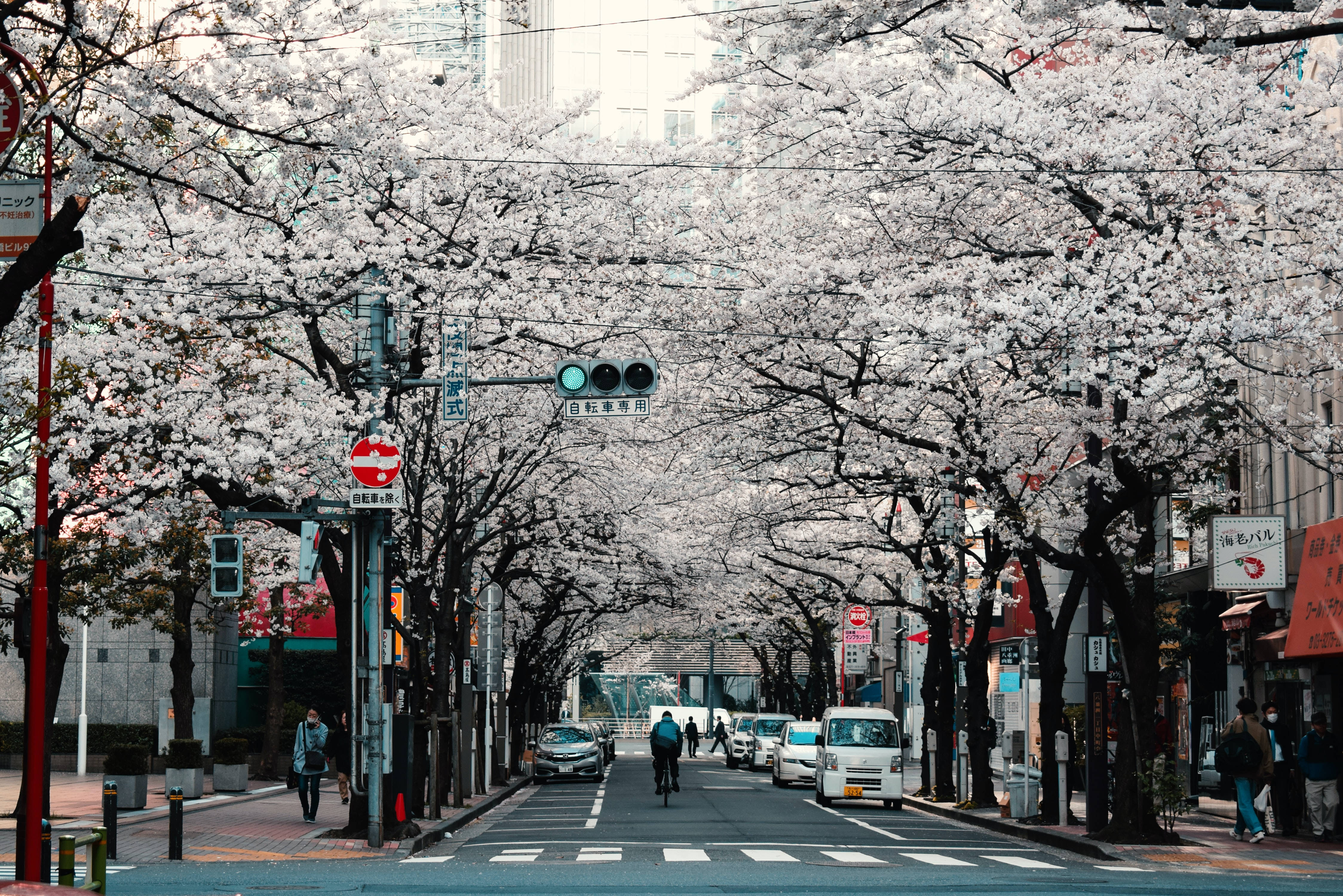 日本高清东京街道樱花树 壁紙