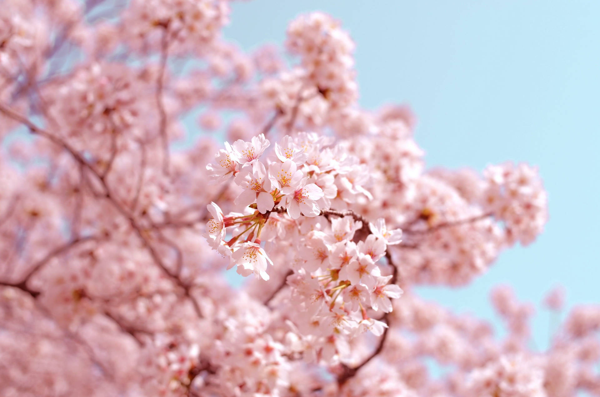 春季美學淺景深 — 櫻花 壁紙