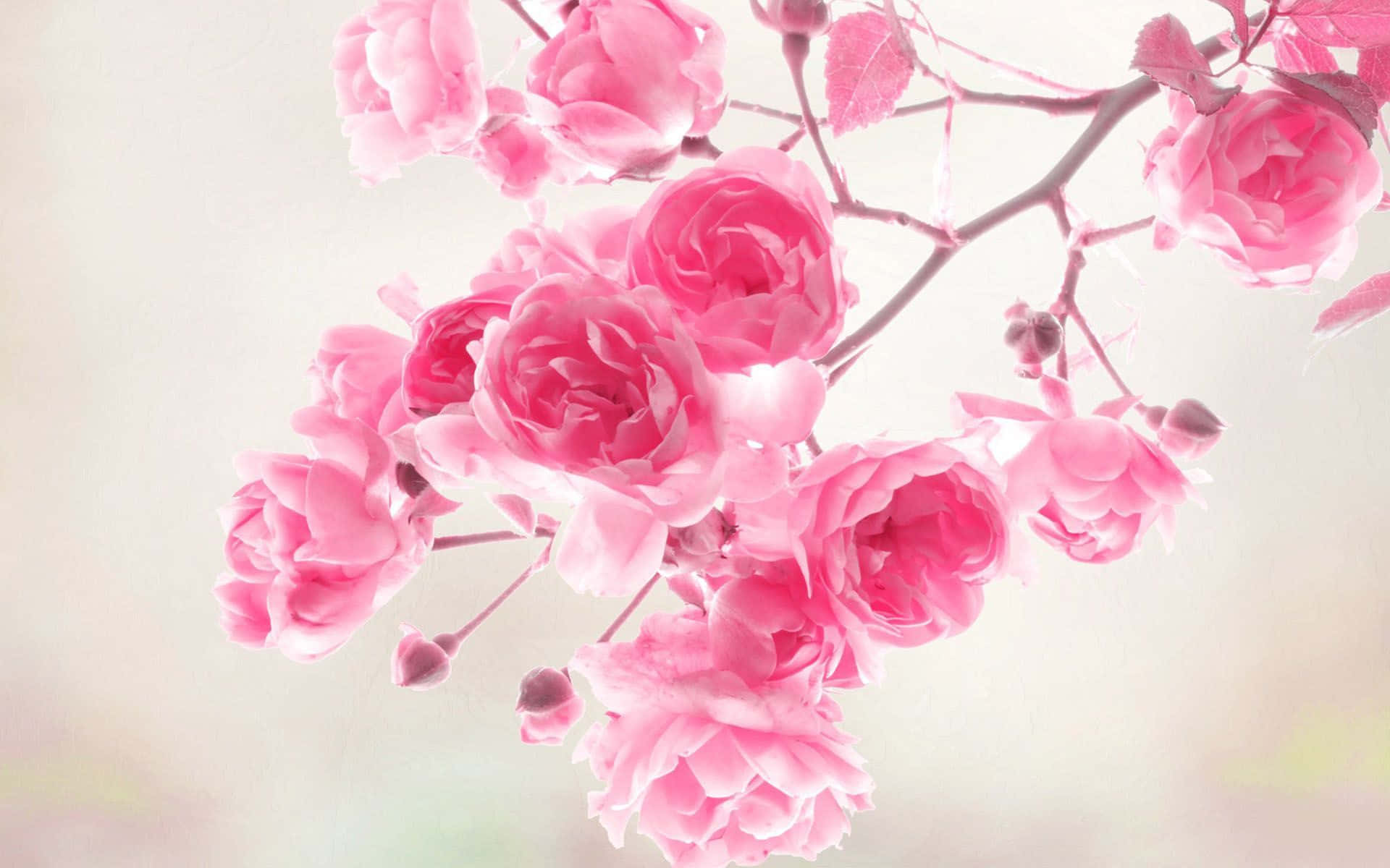 春日柔粉花開 壁紙