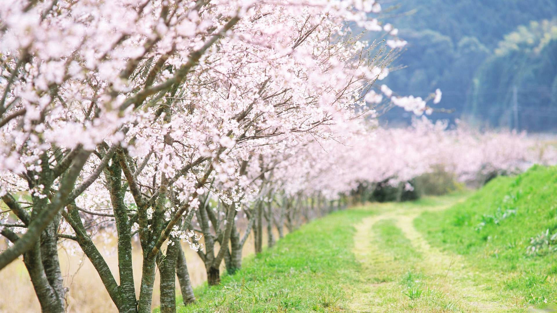 春日漫步于蜿蜒乡间小路 壁紙