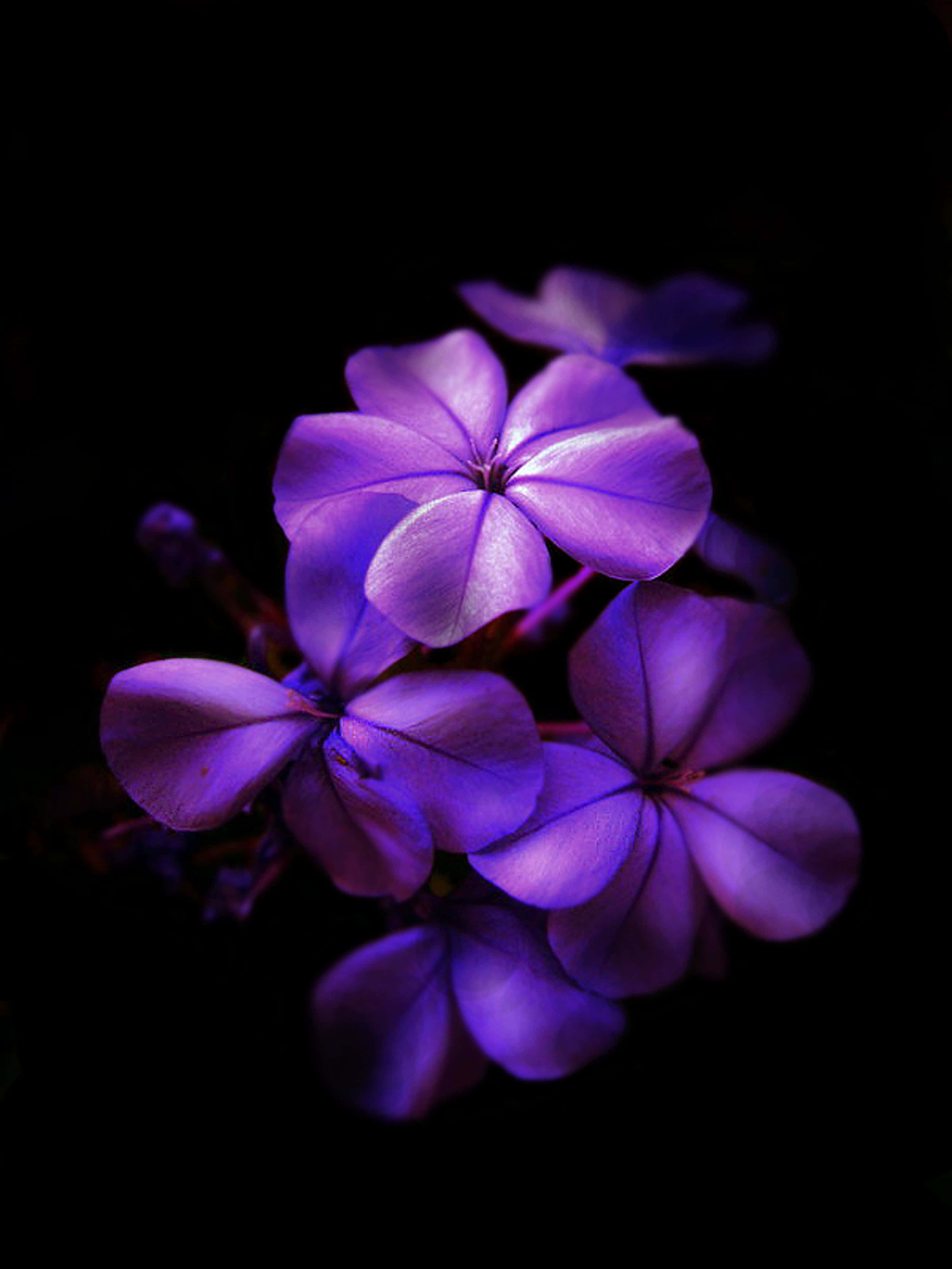 暗夜中的紫色花朵 壁紙