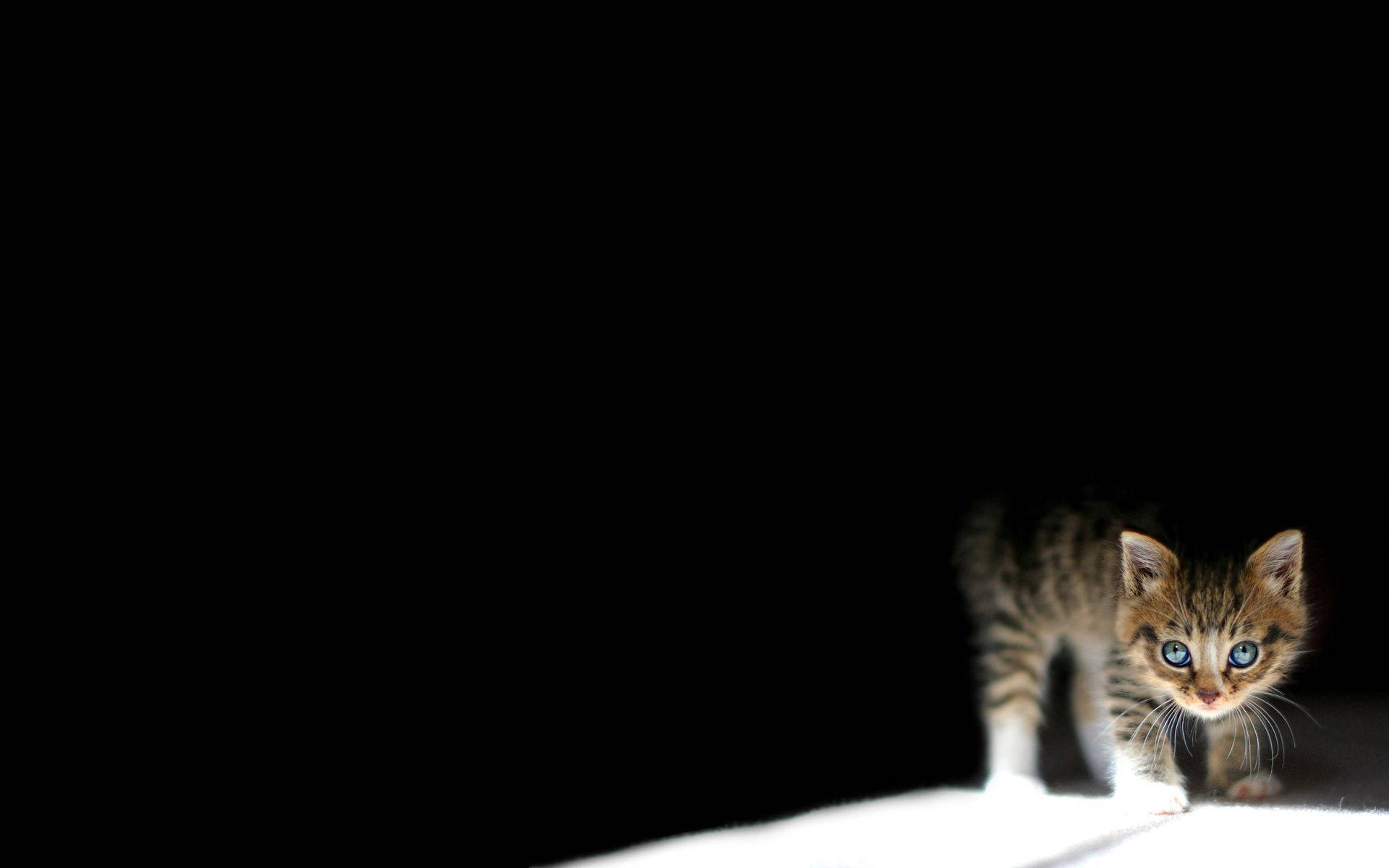 暗夜小猫咪桌布