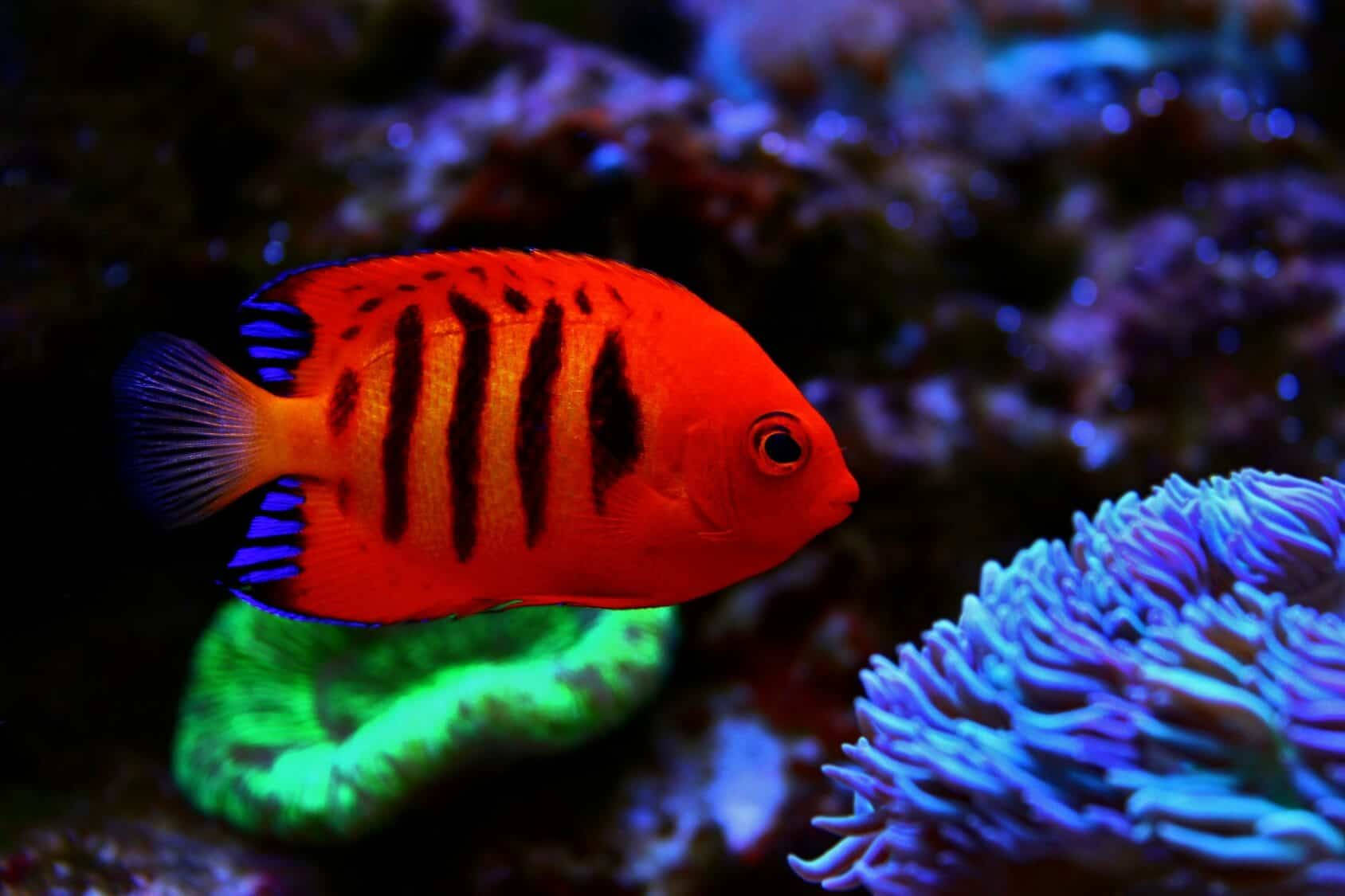 暗橙色酷魚 壁紙
