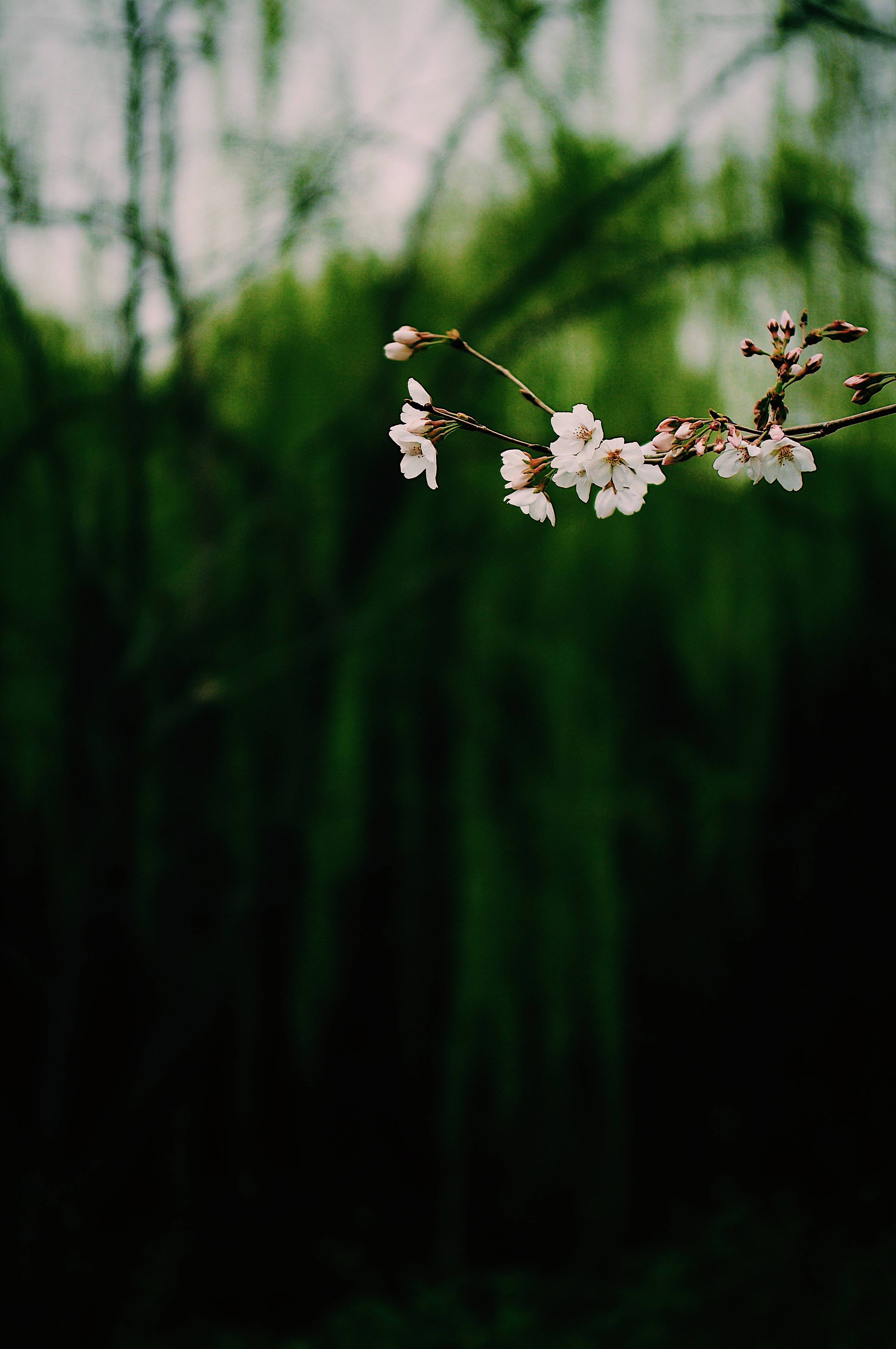 暗白垂挂花卉 壁紙