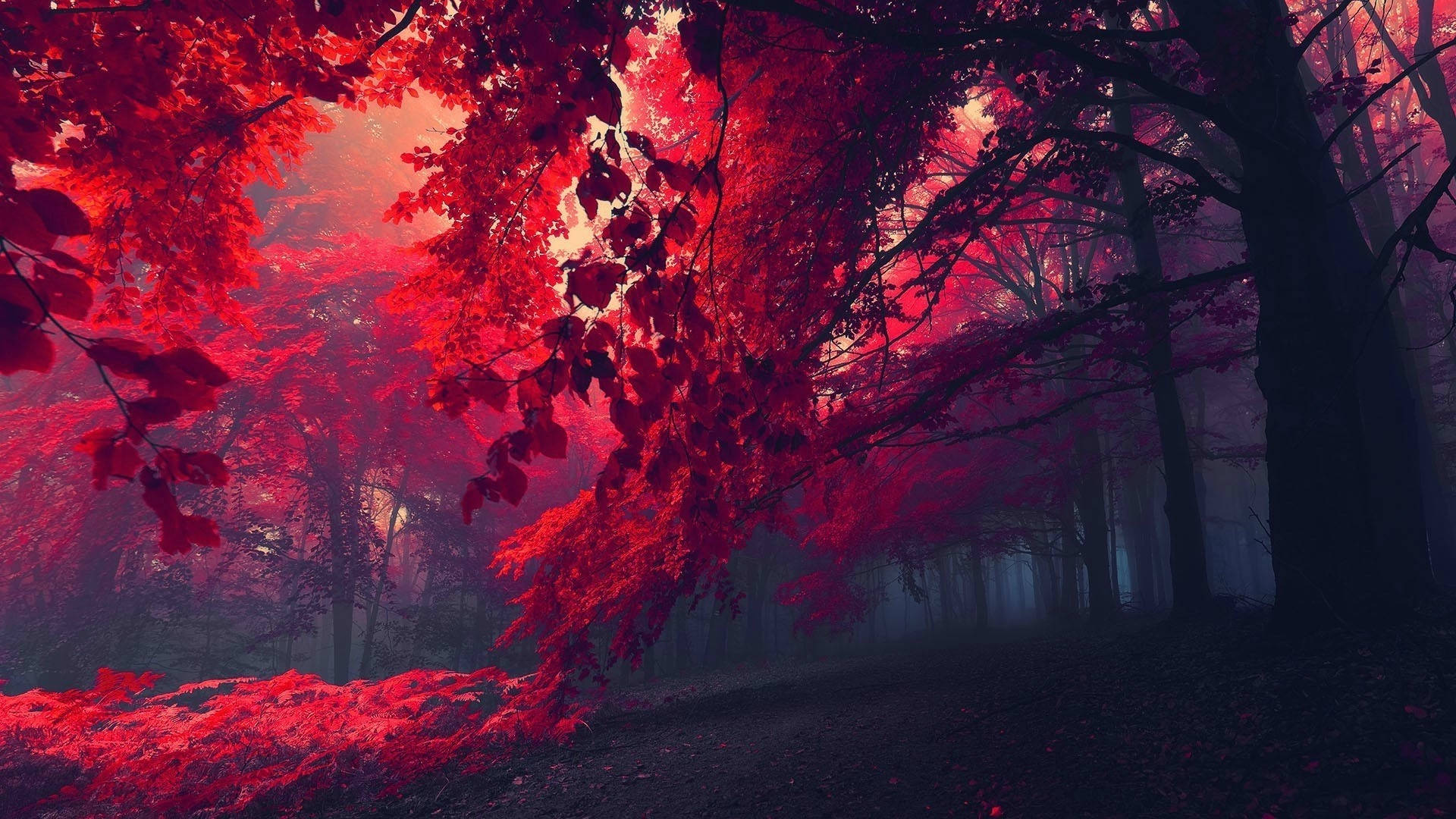暗紅森林攝影 壁紙