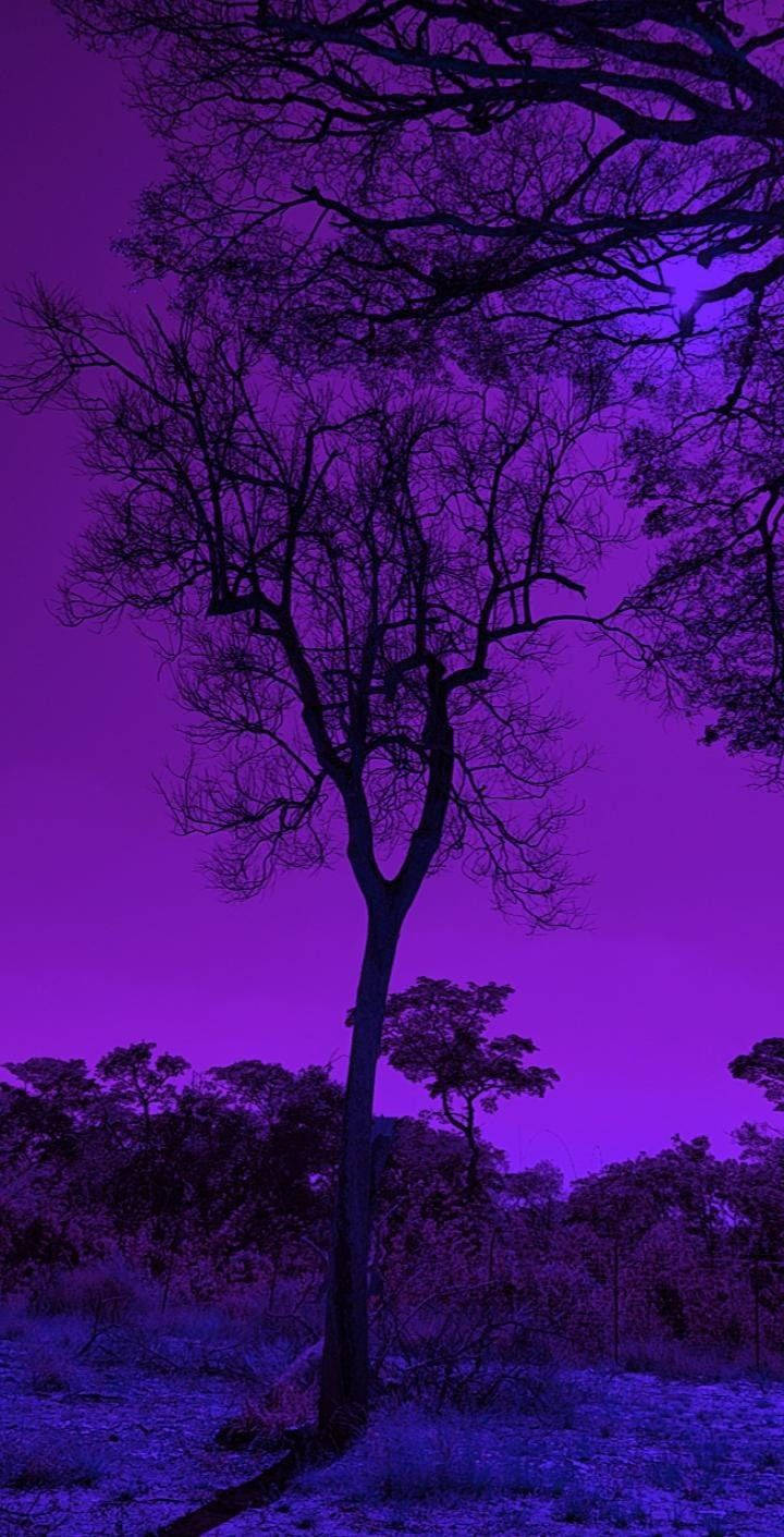 暗紫美學自然之樹 壁紙