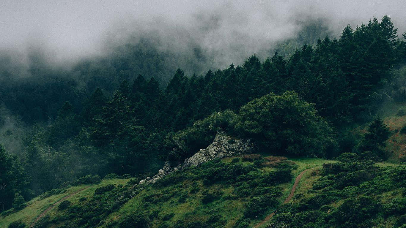 暗綠森林秘境 壁紙