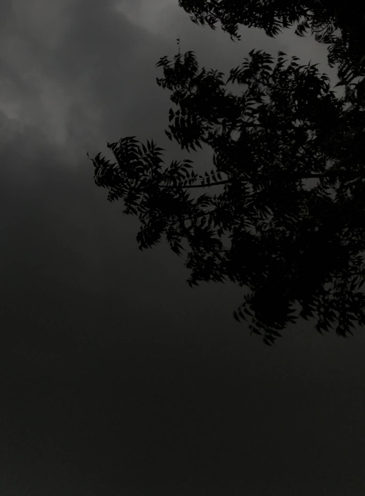 暗色主題樹影雲夜 — 黑暗 壁紙