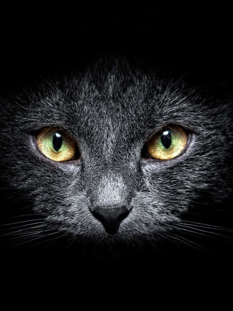 暗色可爱猫咪iPad 壁紙