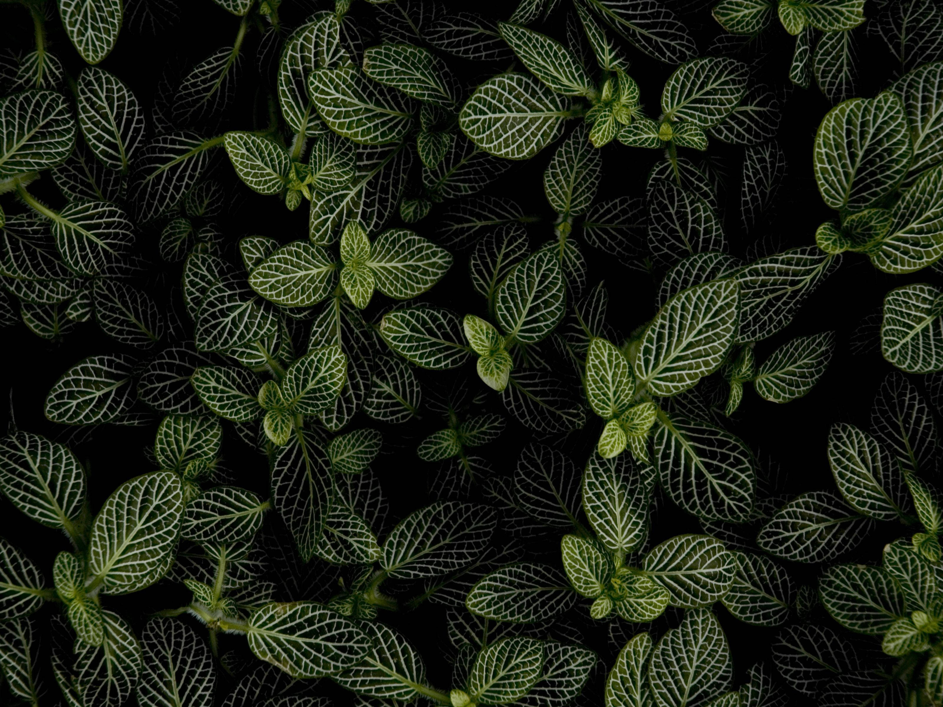 暗色薄荷植物 壁紙