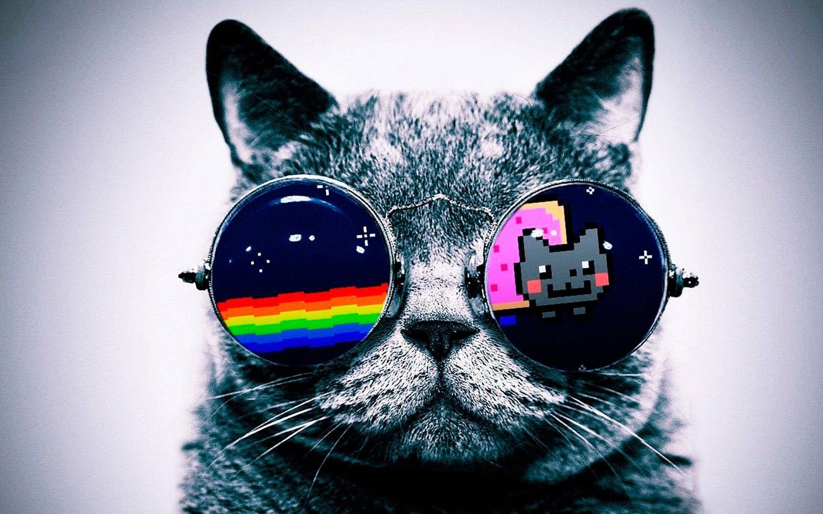 最酷的戴墨镜猫咪 壁紙