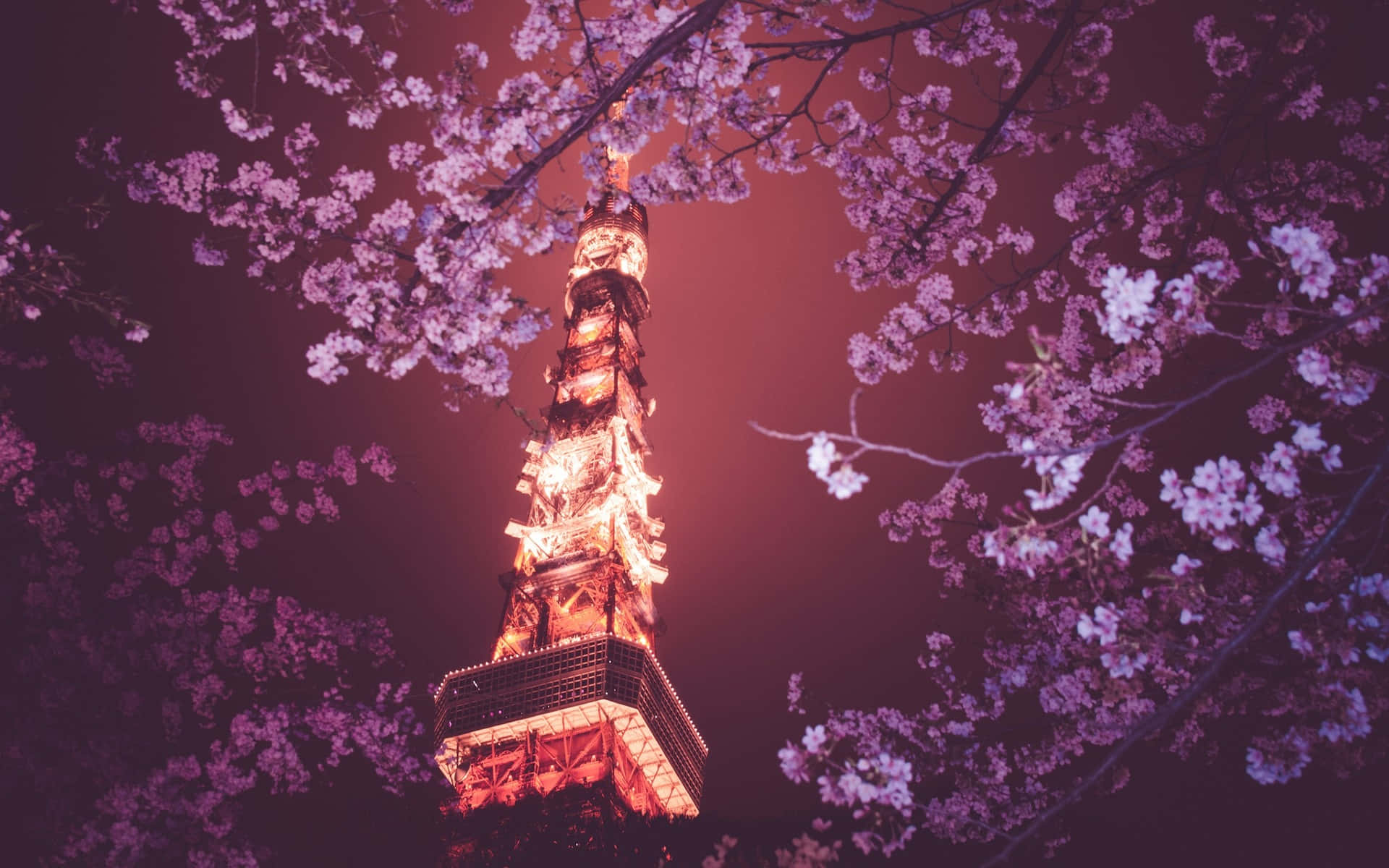 東京背景 櫻花樹上的東京鐵塔 壁紙