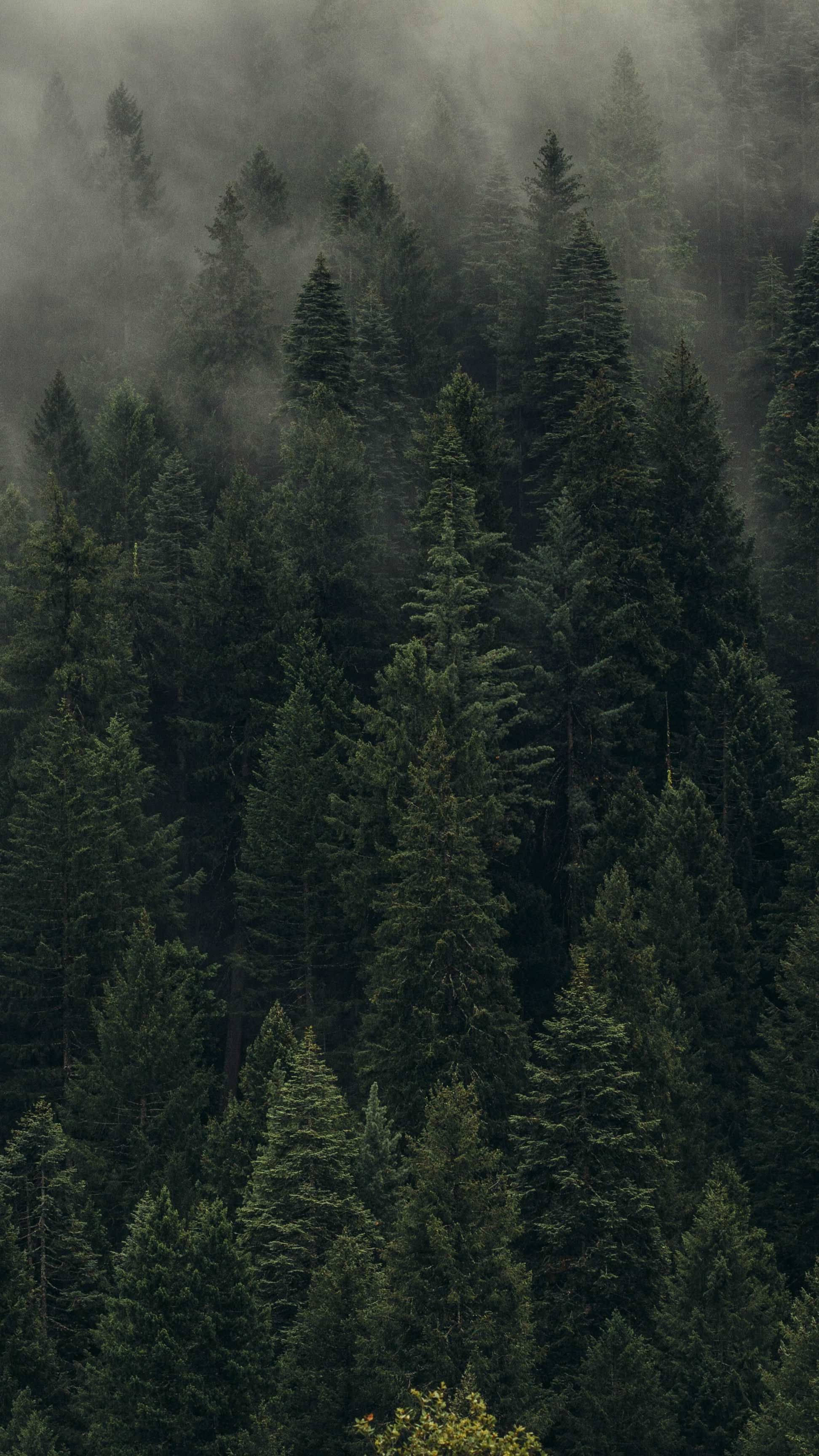 松樹林景觀 壁紙
