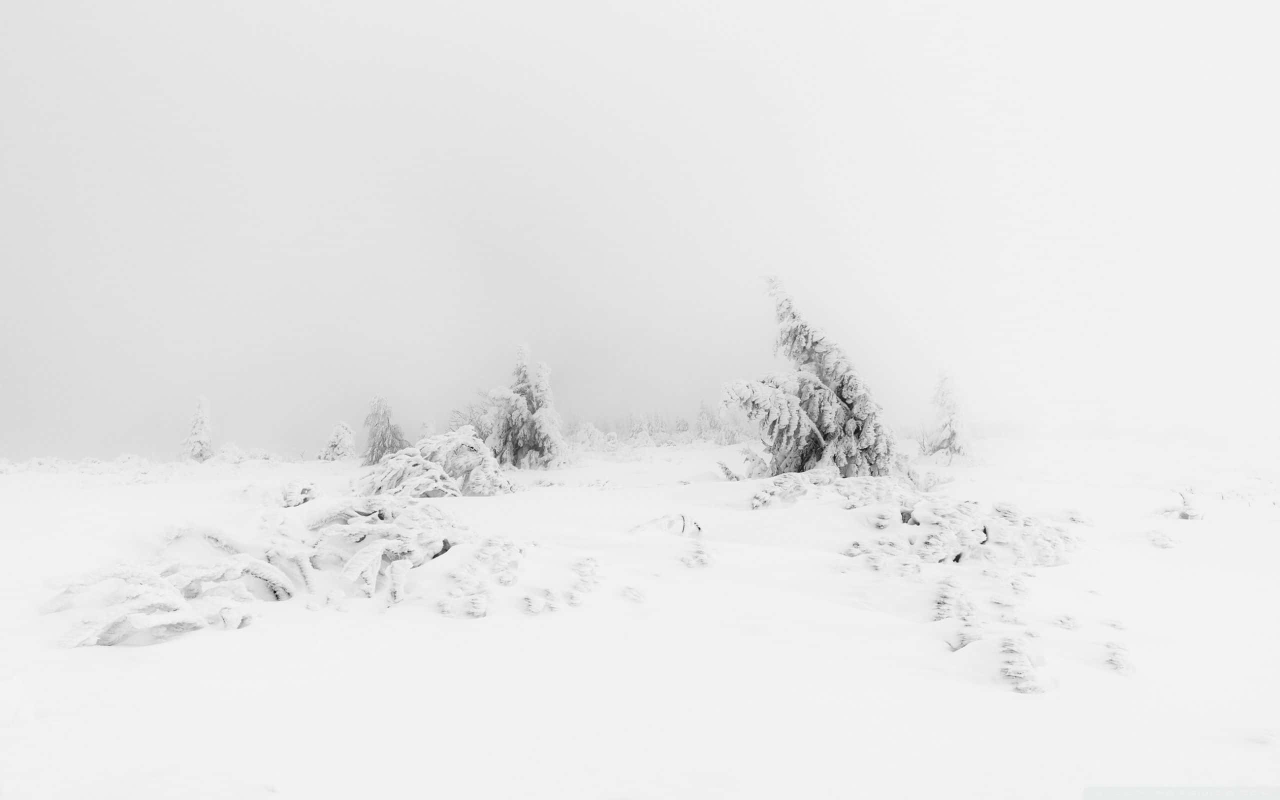 柔和白色雪景美學 壁紙