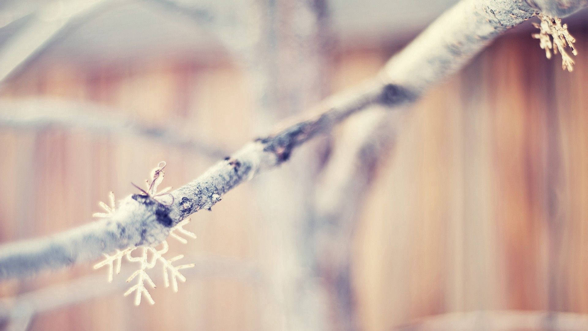 树枝上的雪花 壁紙