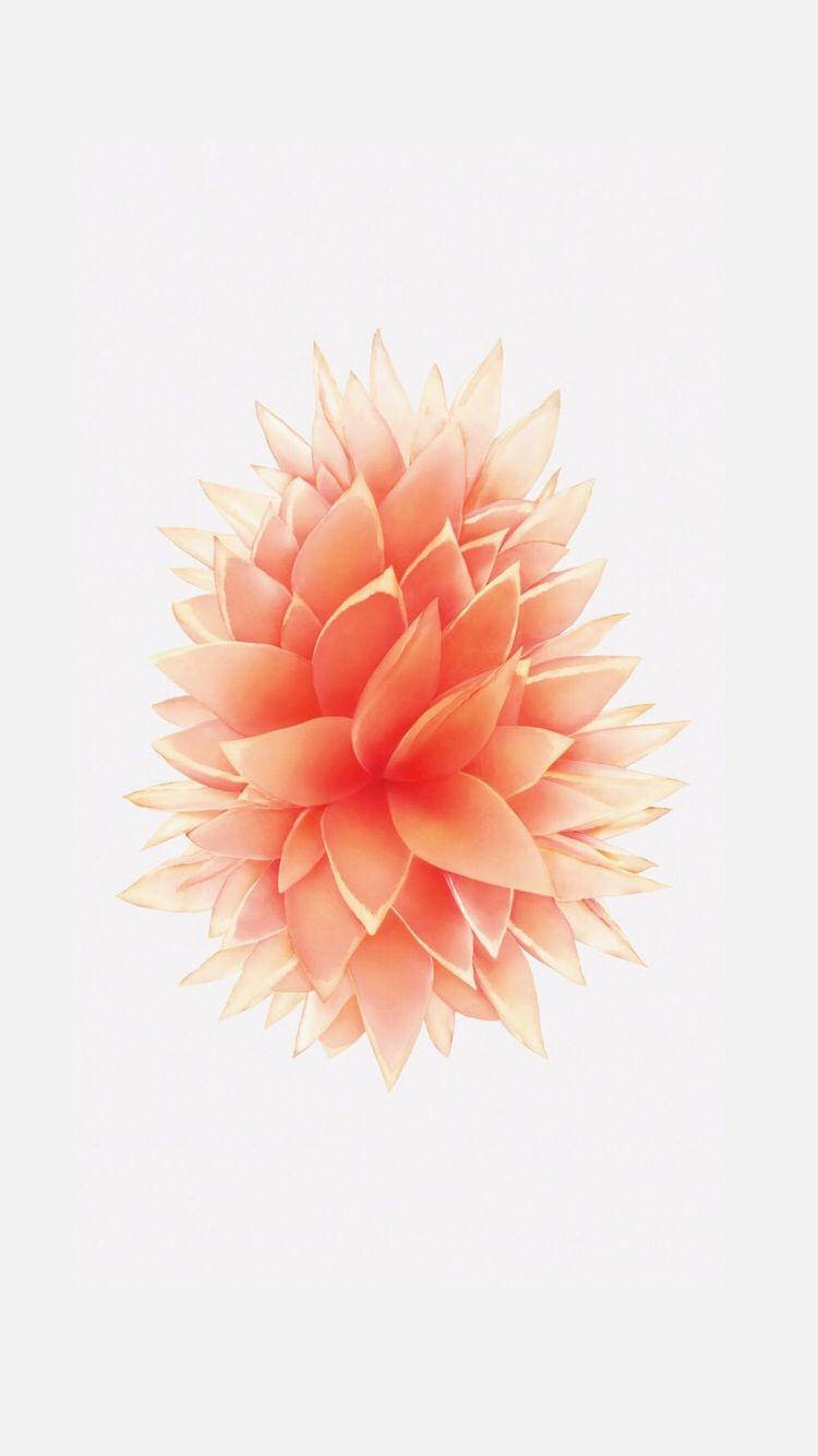 桃色花朵 iPhone SE 壁紙