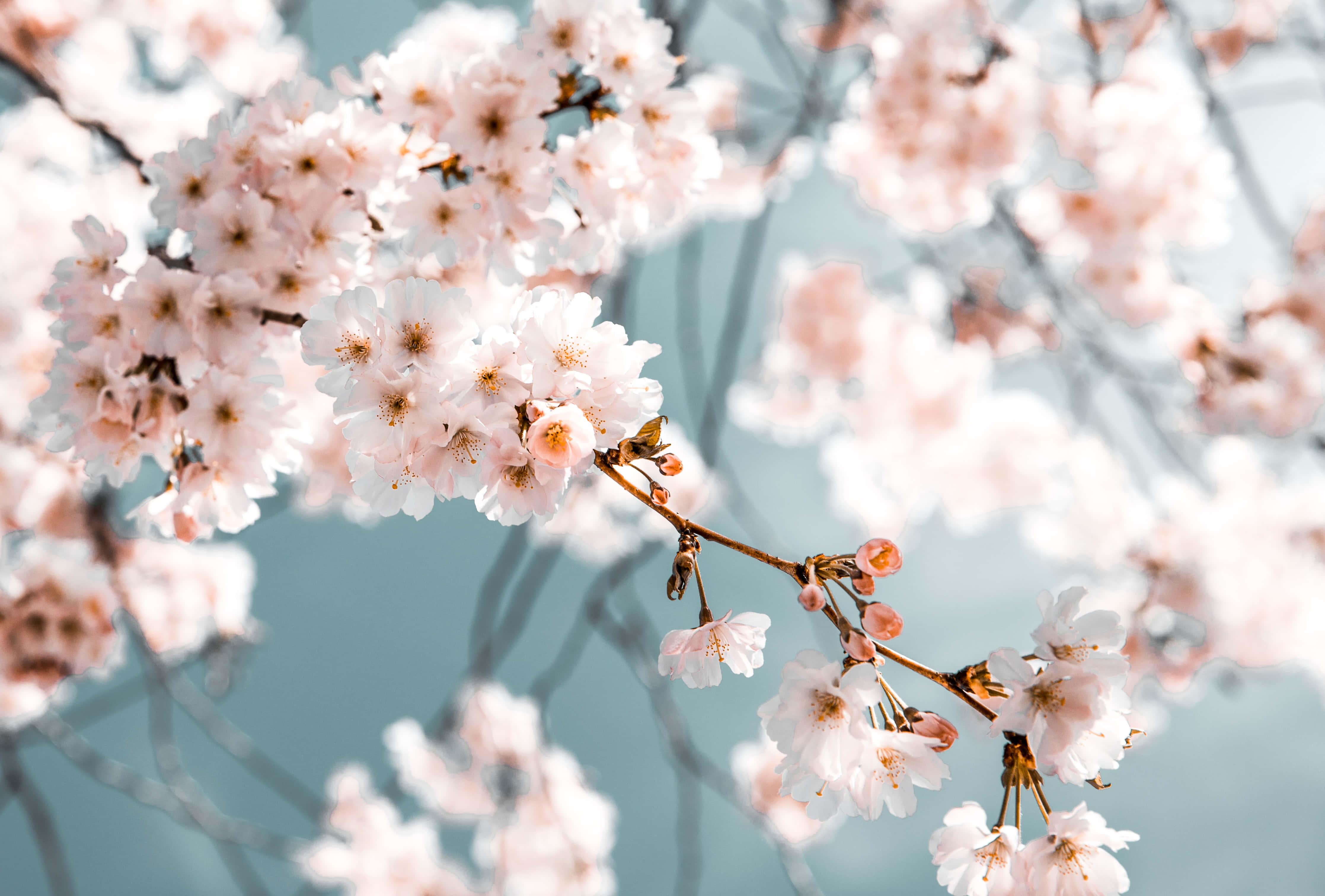桌面壁纸 樱花 壁紙