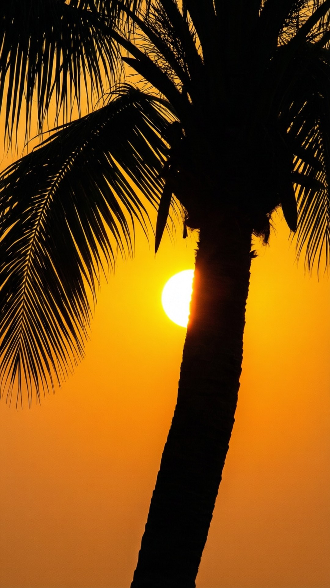 棕櫚樹剪影夕陽 壁紙