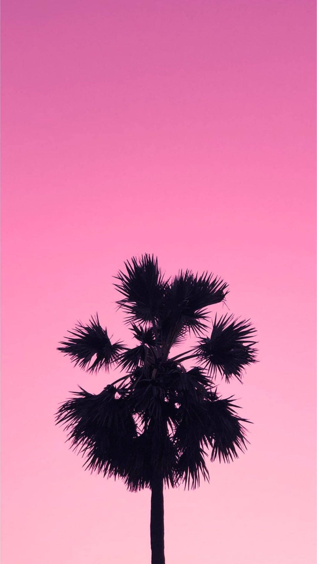 棕櫚樹與唯美粉色天空 壁紙