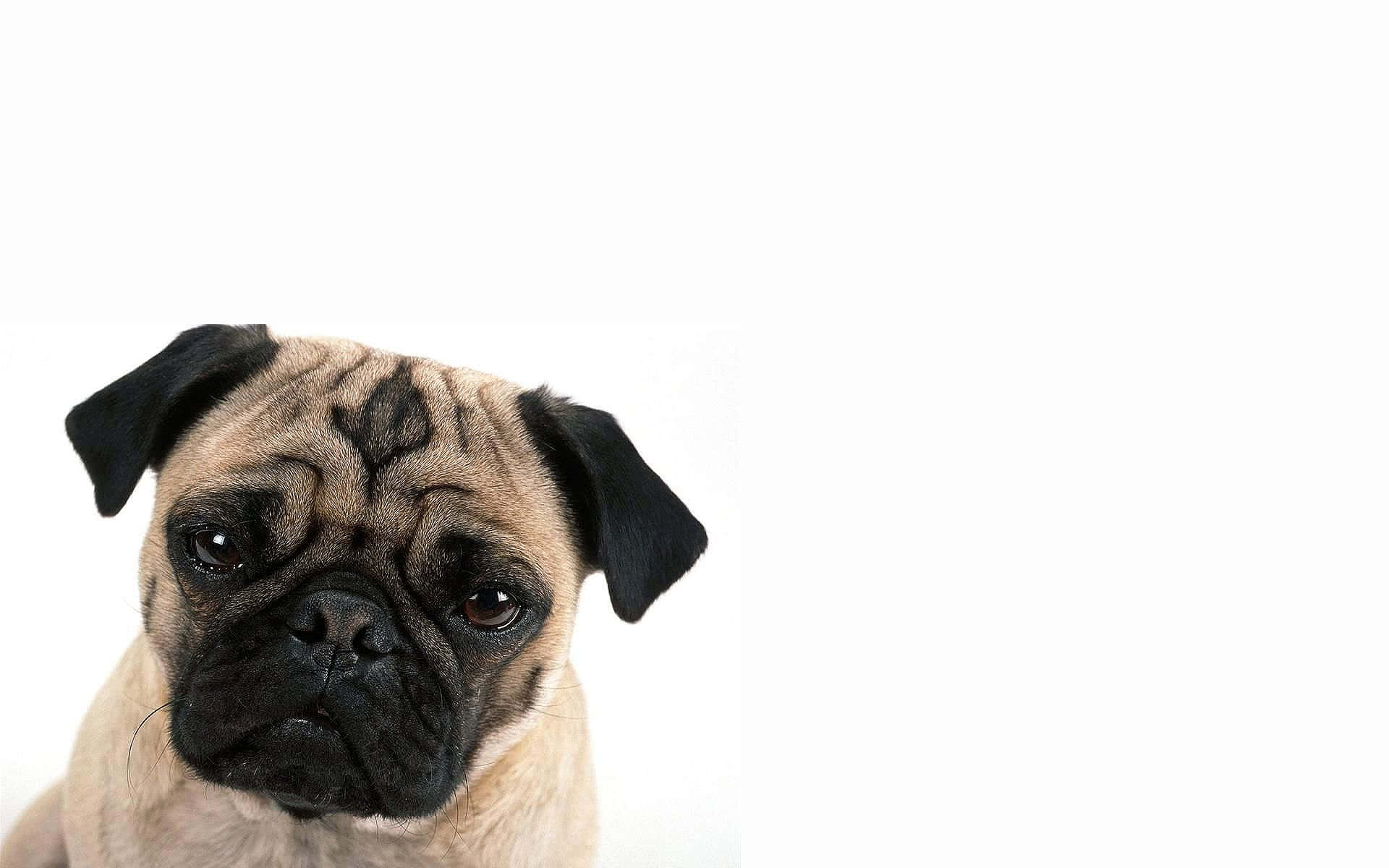 棕色巴哥犬寫真 壁紙