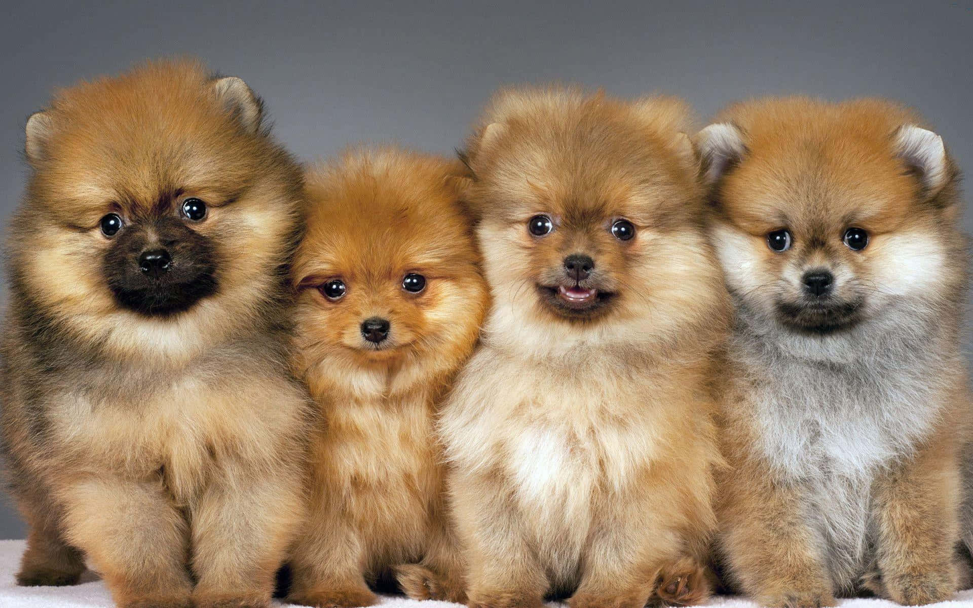 棕色毛髮博美犬照片 壁紙