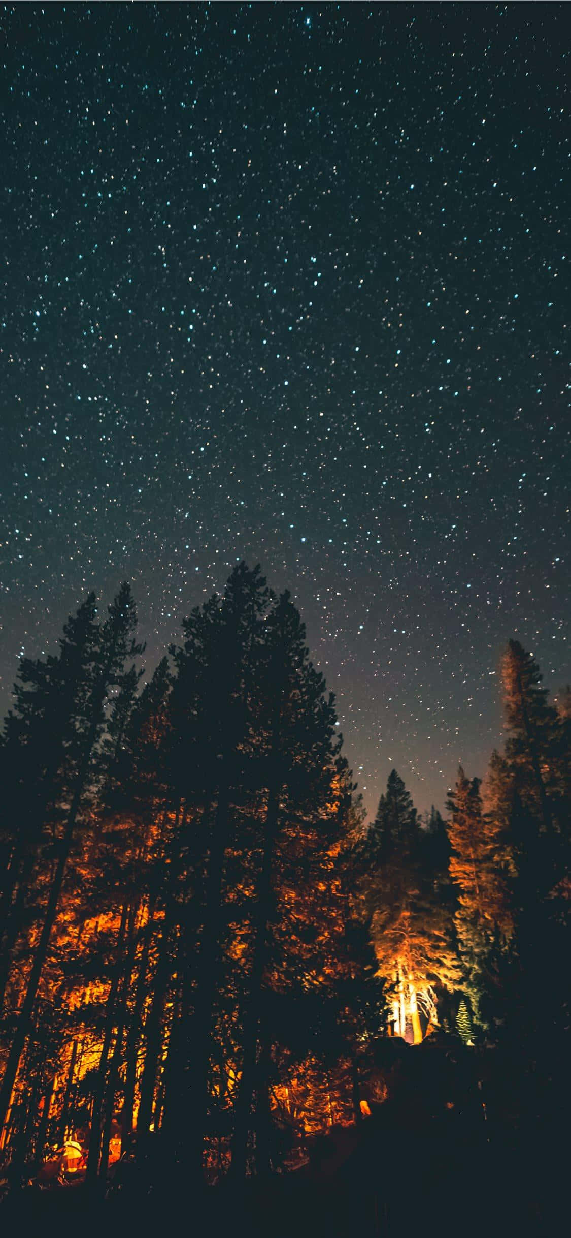 森林上方繁星夜空 壁紙