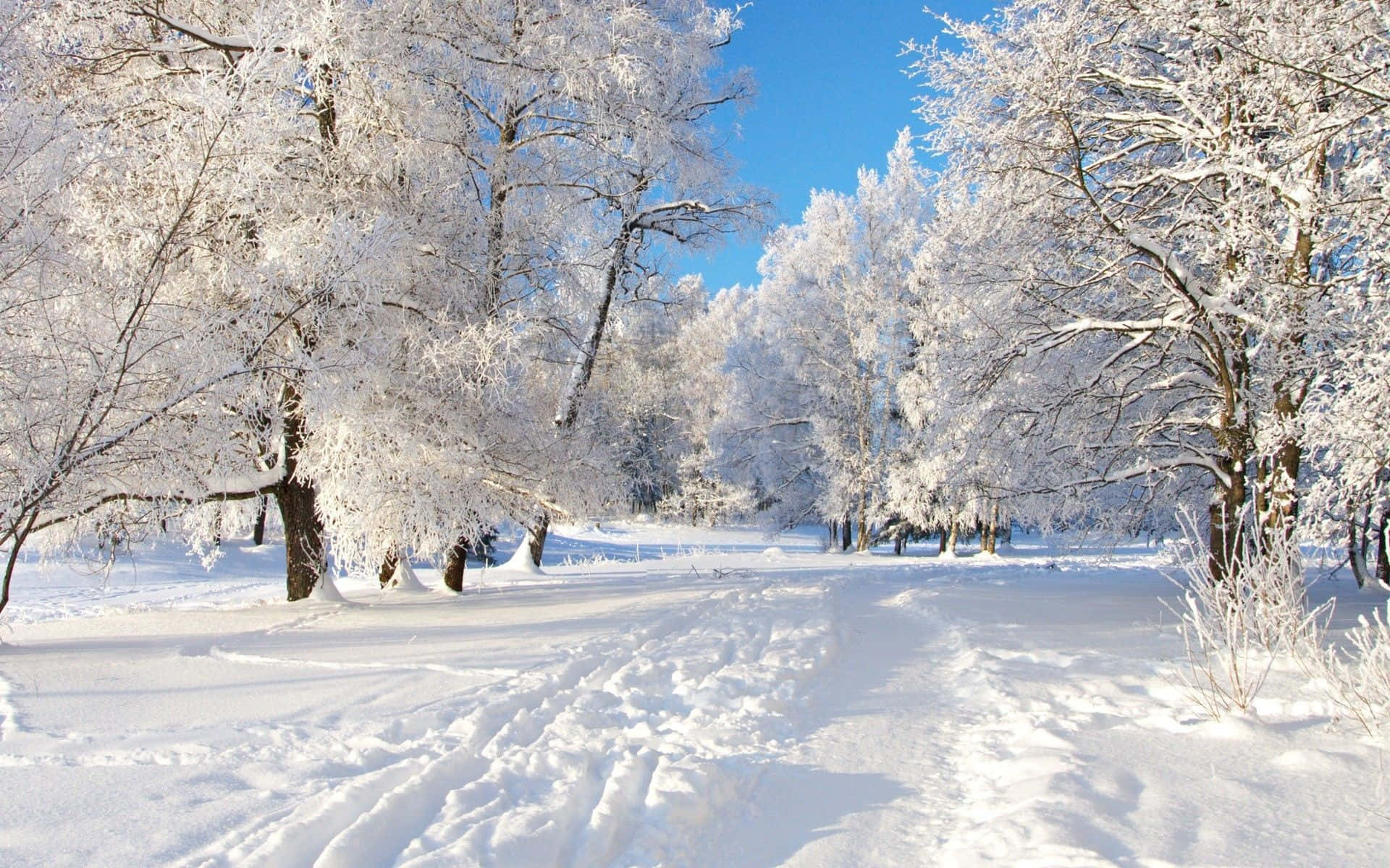 森林中被雪覆盖的小径 壁紙