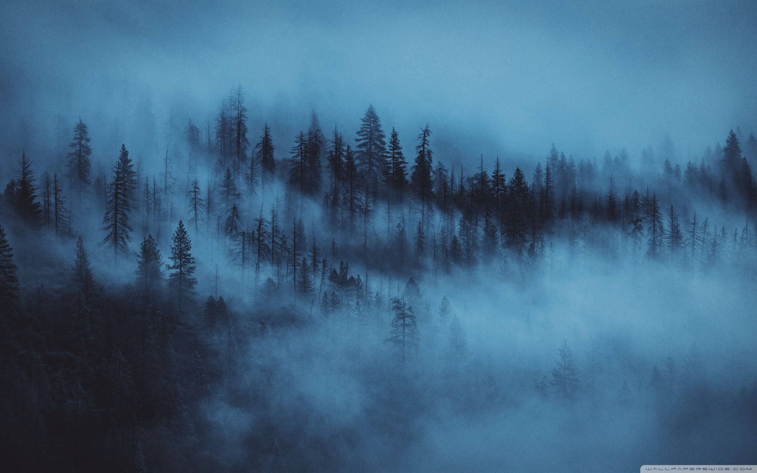 森林背景迷雾之夜 壁紙