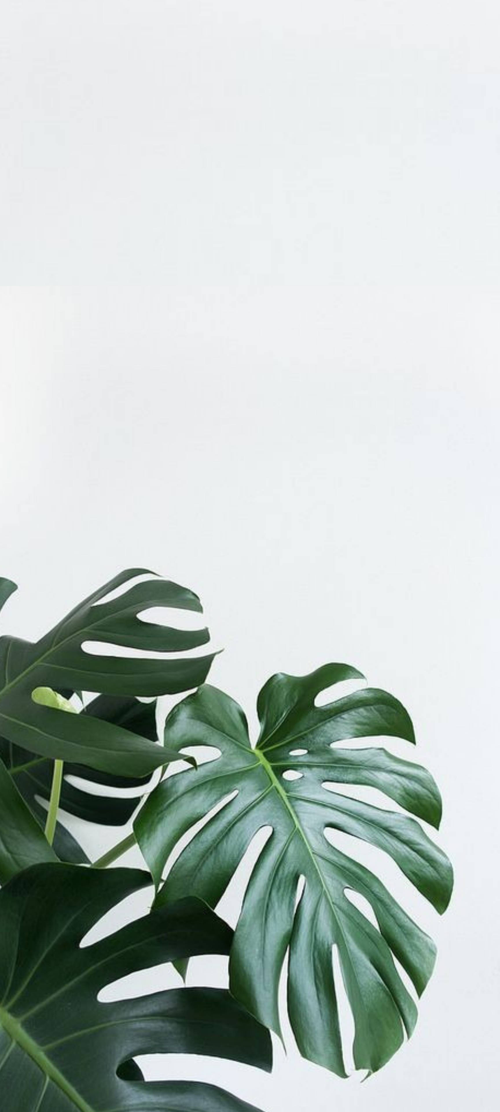 標題：白牆前的瑞士起司植物 壁紙