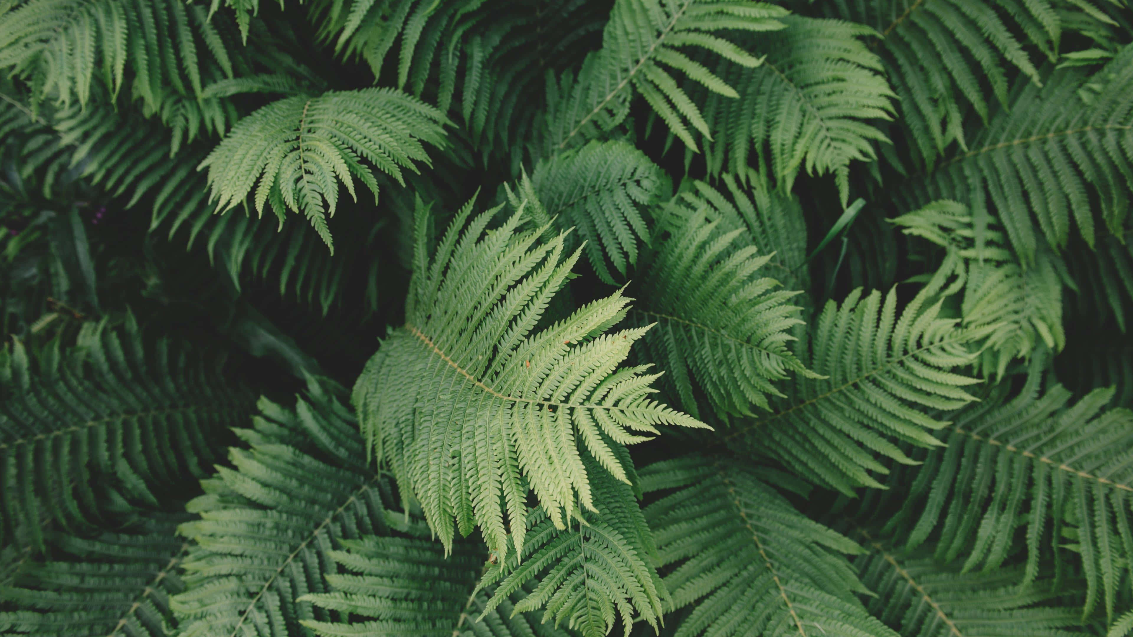 標題：鼠尾草綠美學背景 壁紙