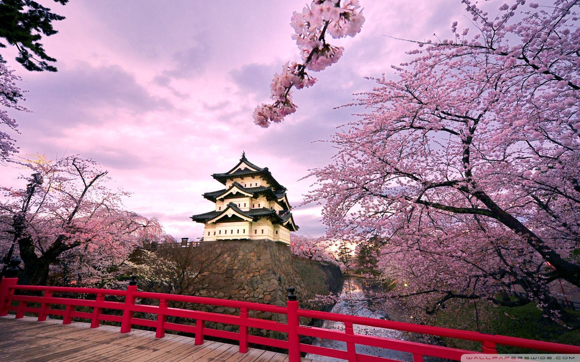 樱花与日本城堡壁纸