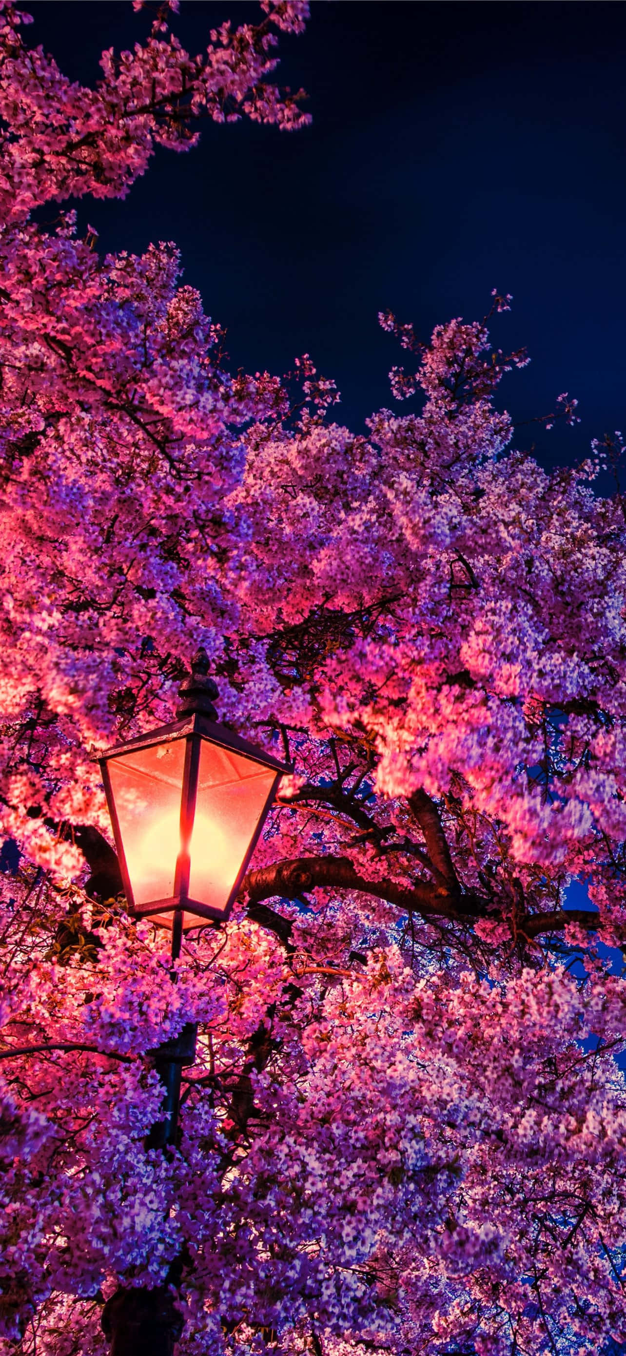 樱花背景 壁紙