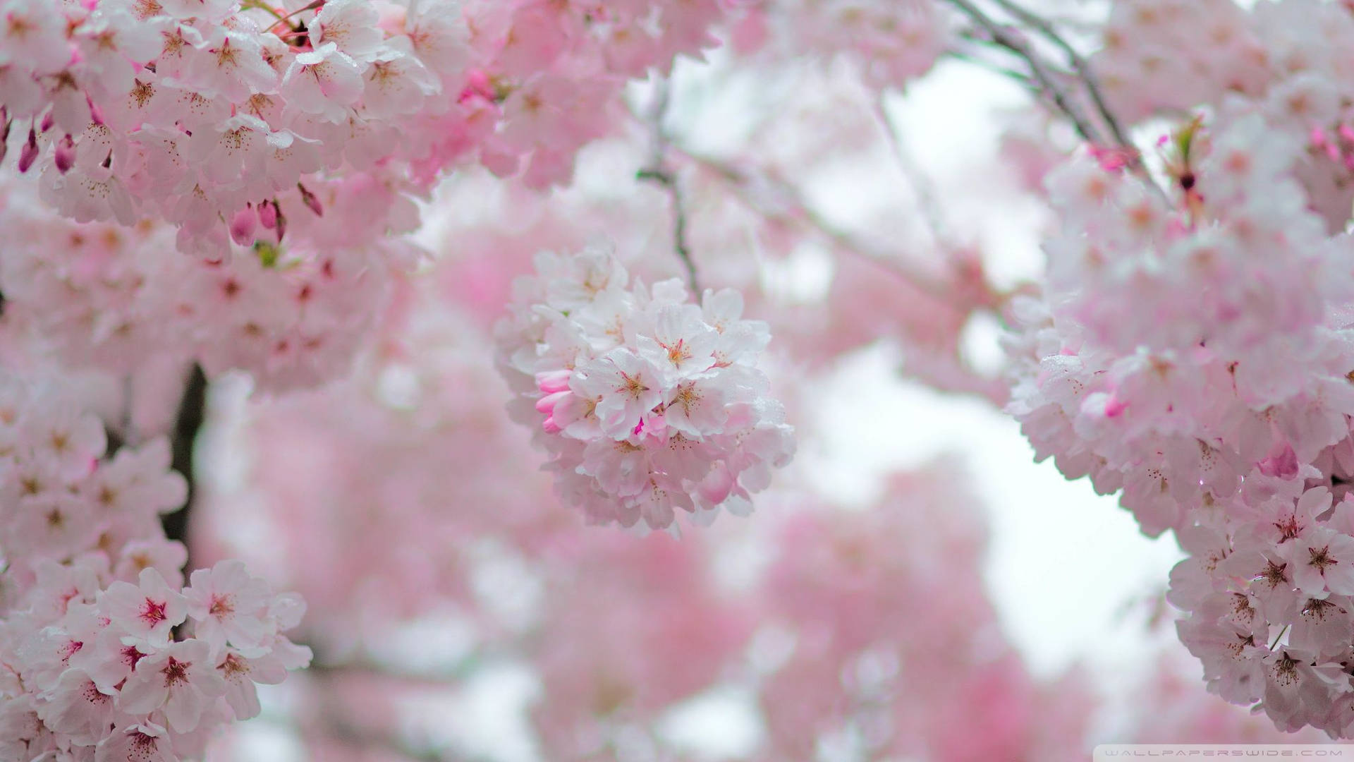 樱花花苞壁纸
