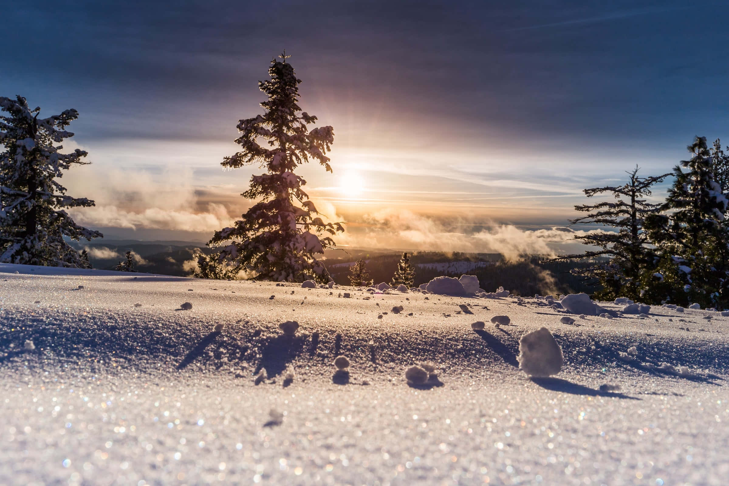 樹影雪地背景 壁紙
