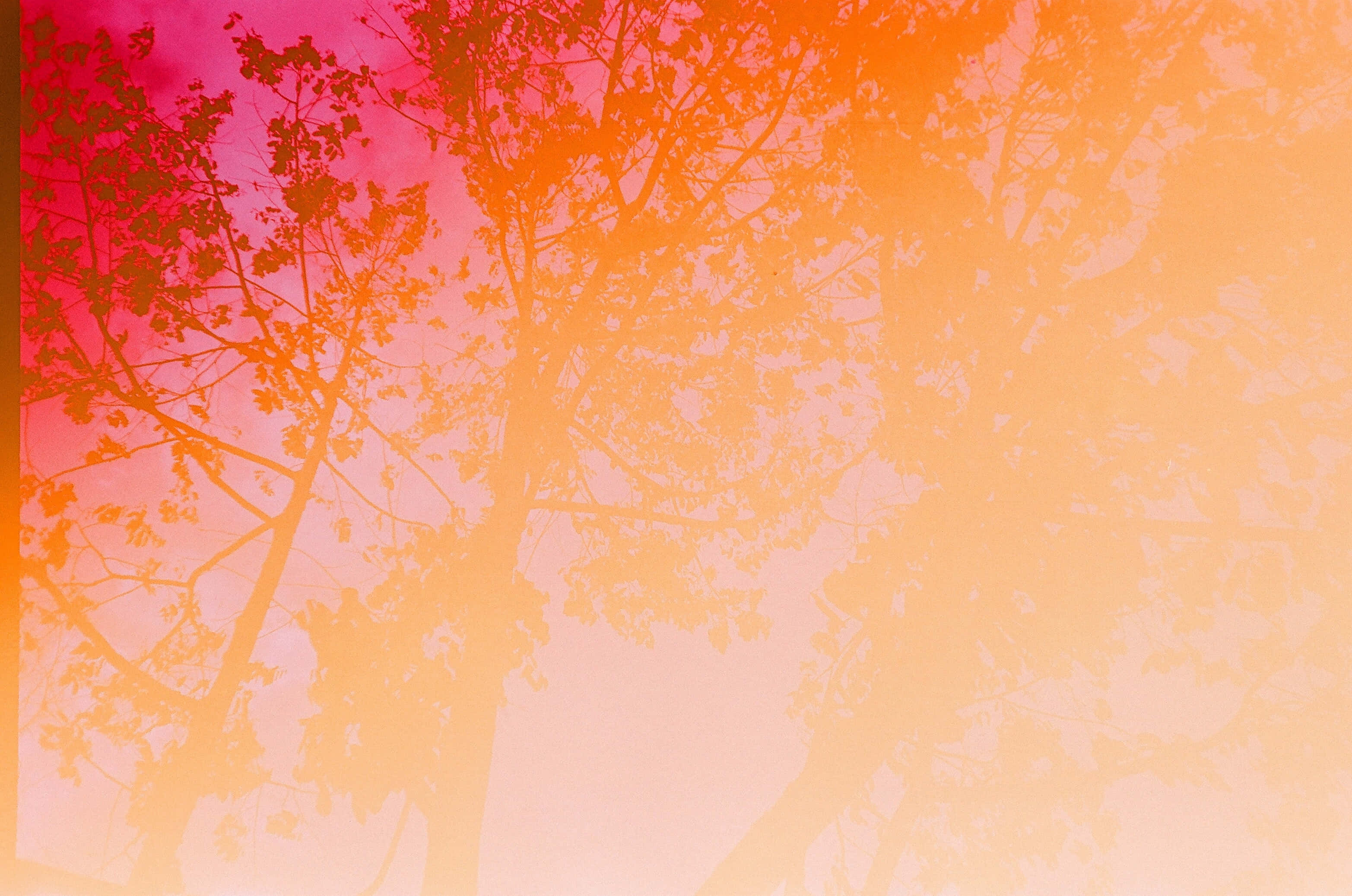 橘色美學樹影橫幅背景 壁紙