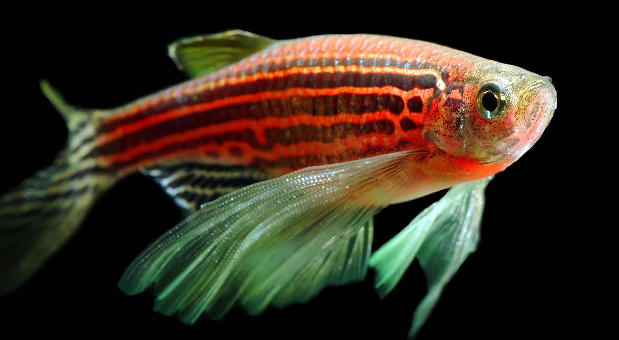 橙色斑馬酷魚 壁紙