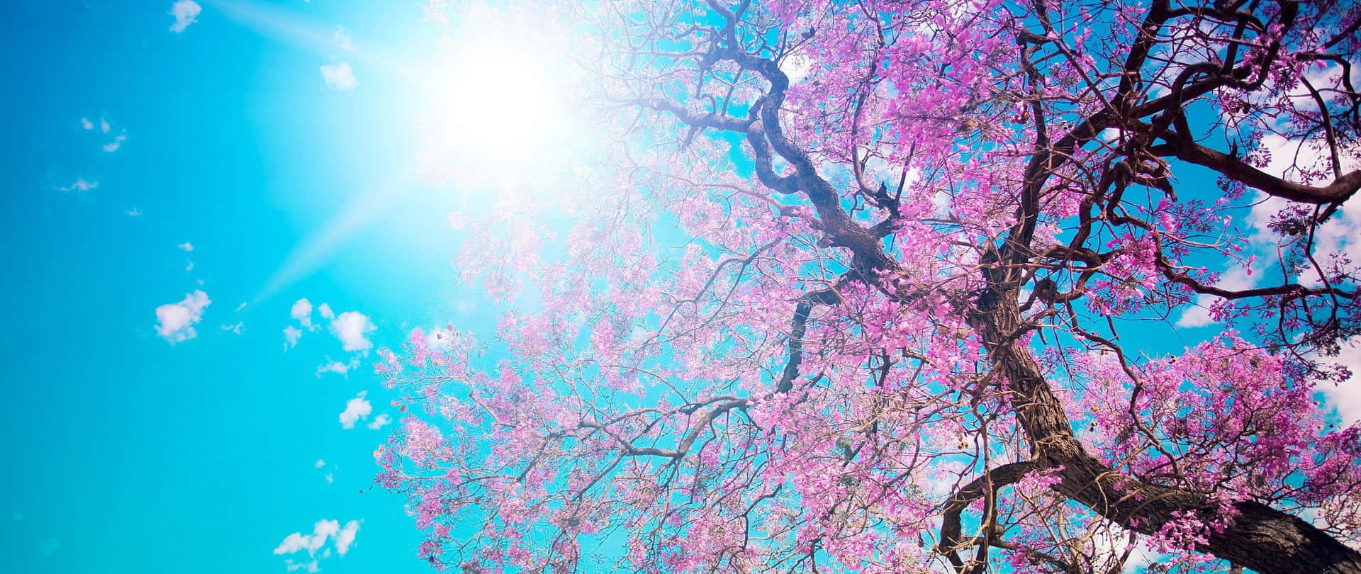 櫻花動漫風景 — 櫻花 壁紙