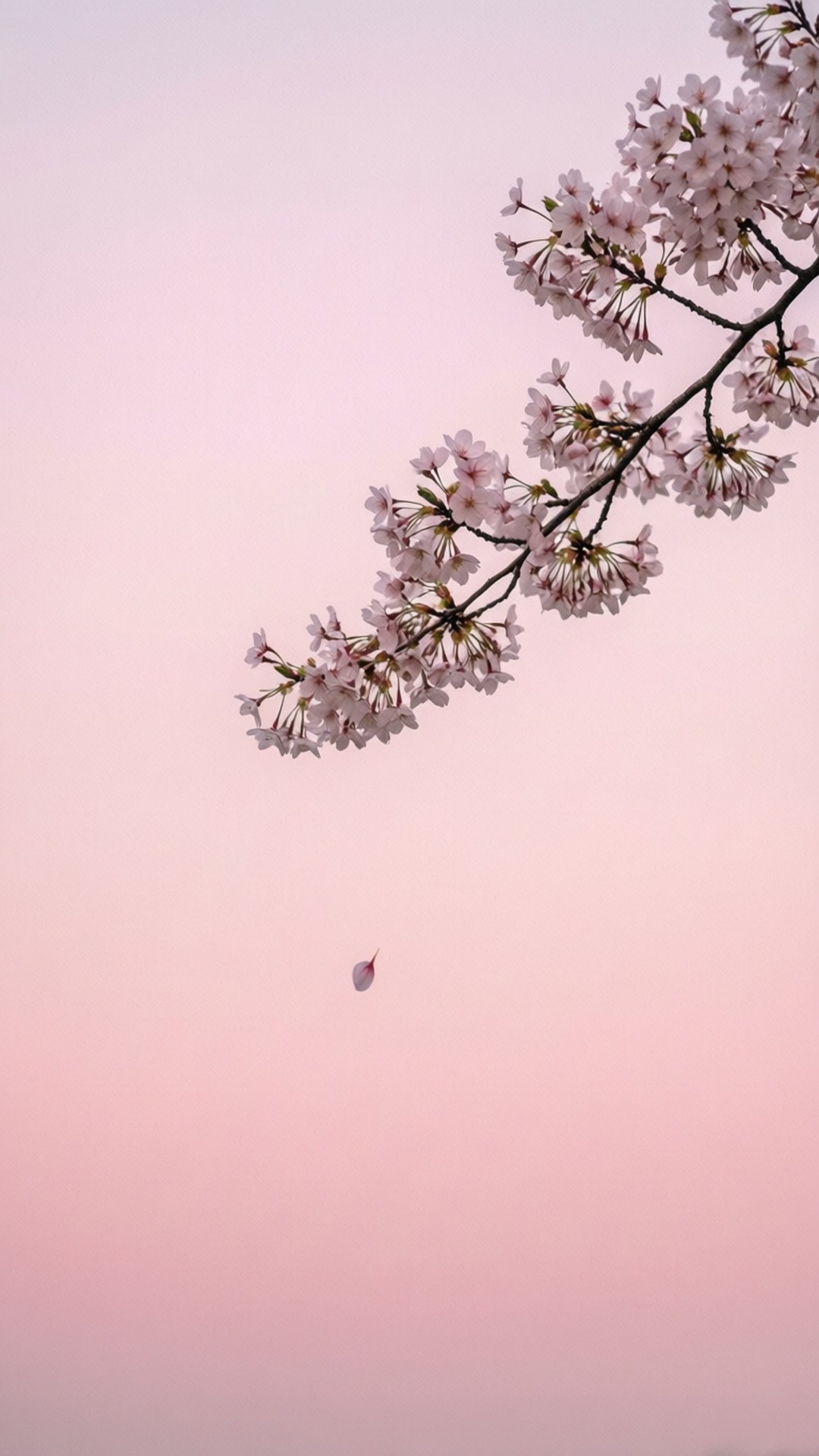 櫻花極簡 壁紙