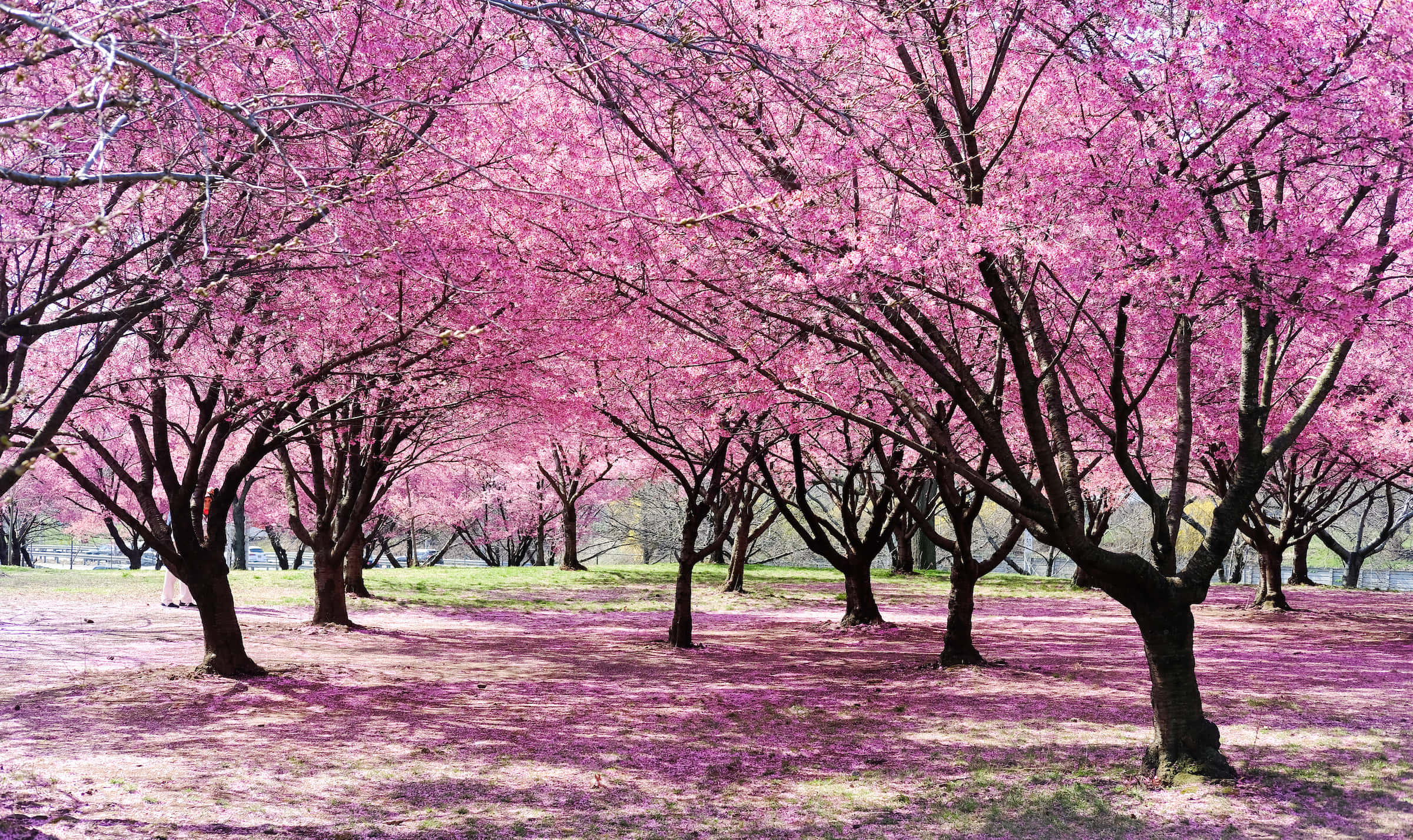 櫻花樹林美景 壁紙