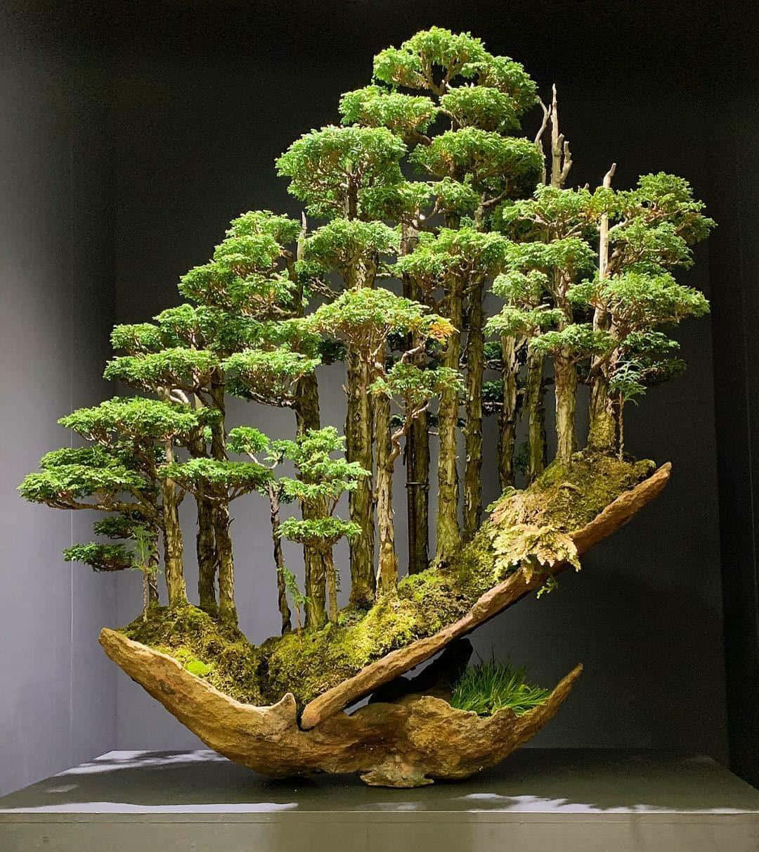 欣賞成熟盆栽盆景之美 壁紙