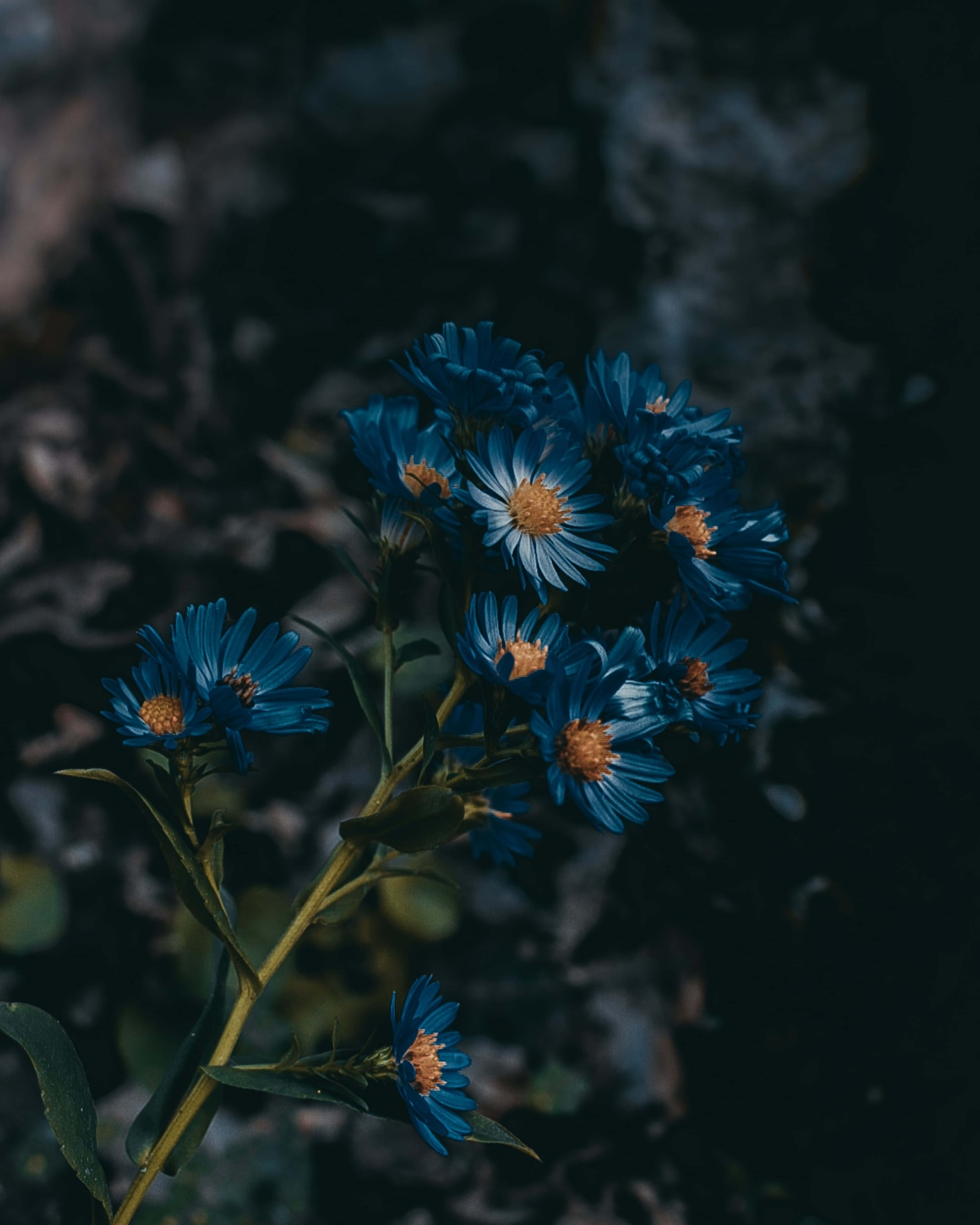 歐洲米迦勒雛菊藍色花朵圖片 壁紙