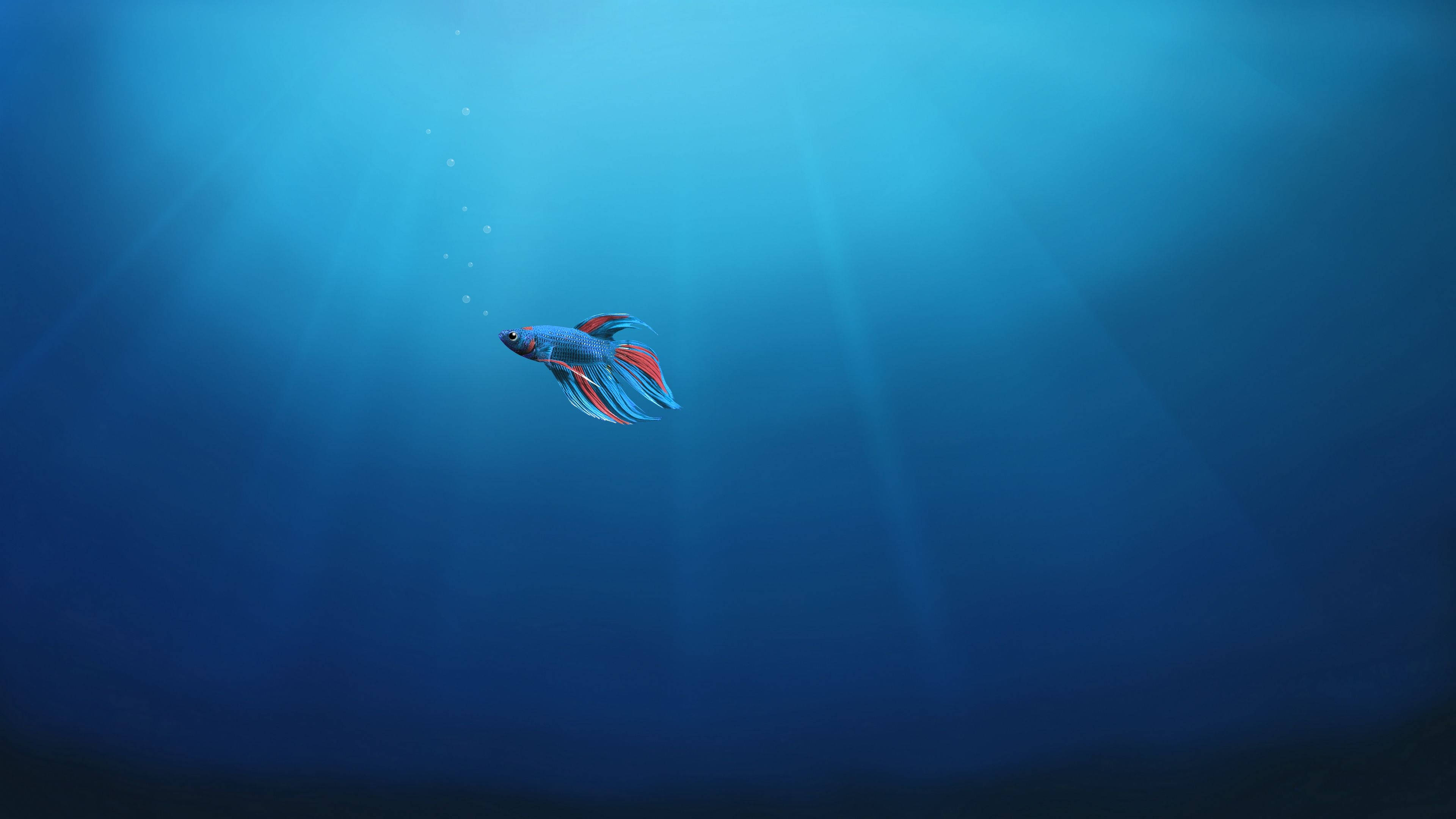 正宗鬥魚桌面 壁紙
