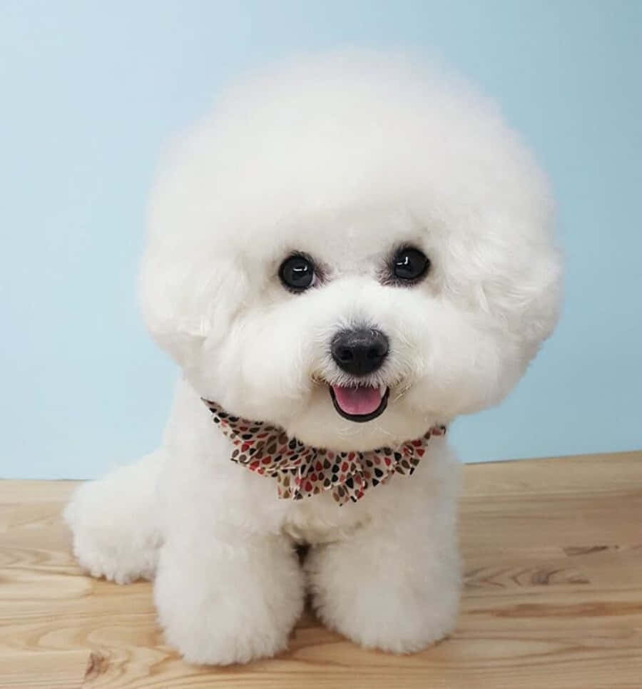 “比熊犬：适合所有人的美丽狗狗！” 壁紙