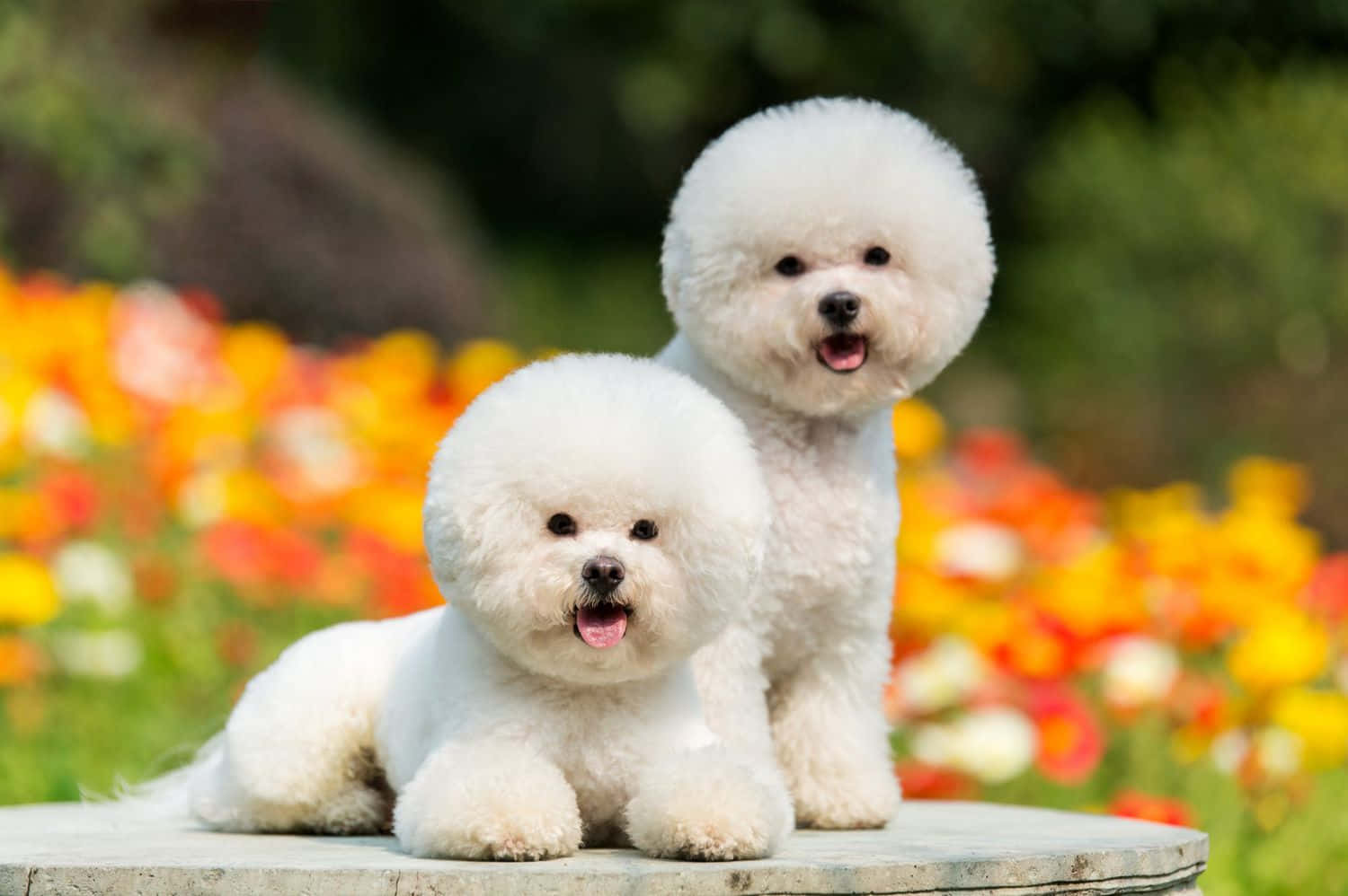比熊犬小狗圖片 壁紙