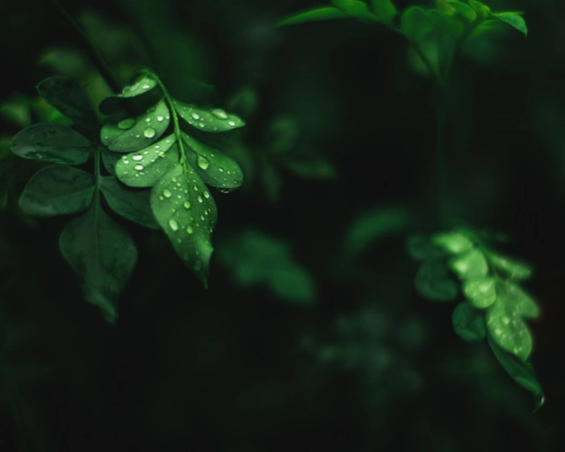 水滴落在辣木葉上 壁紙