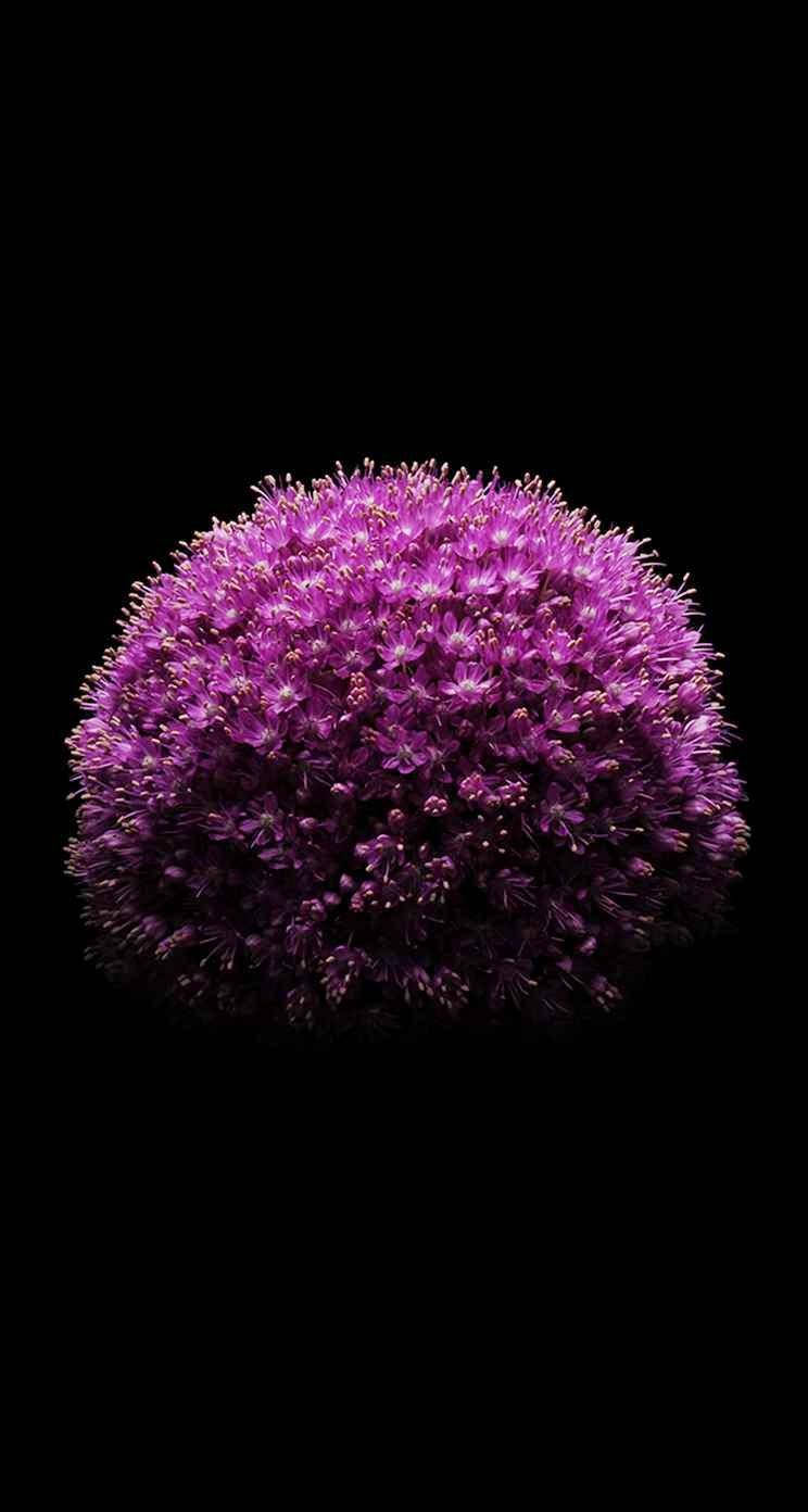 洋蔥花 iPhone SE 壁紙
