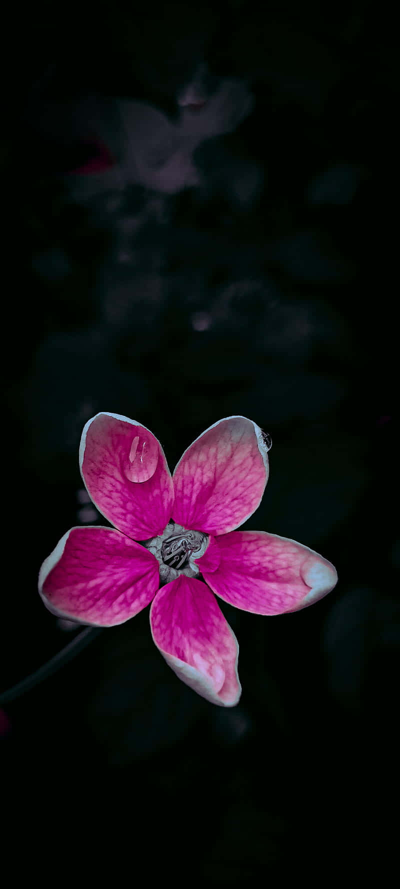 淺色蘭花黑粉花朵 壁紙