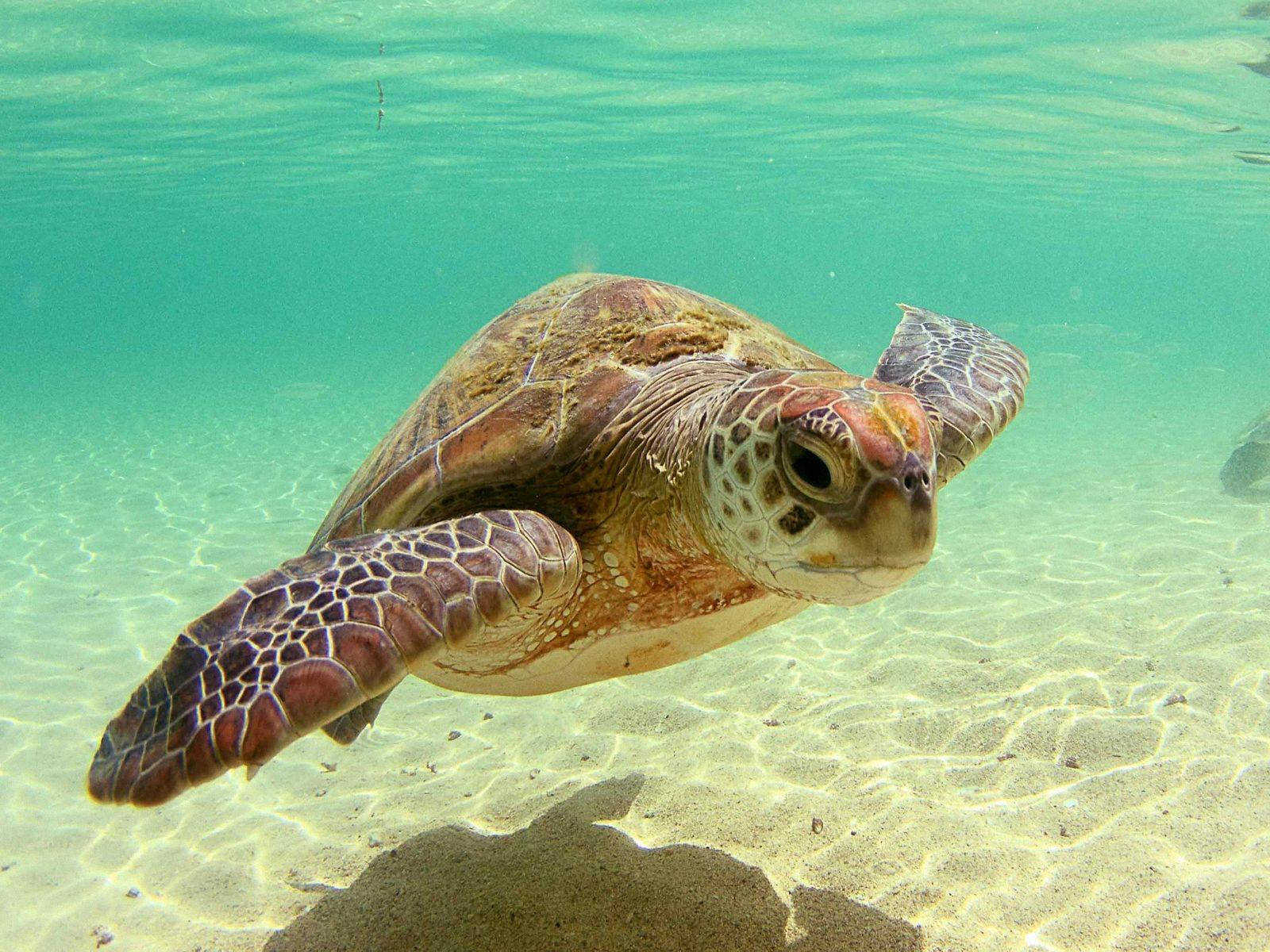 海底陰影中的海龜 壁紙