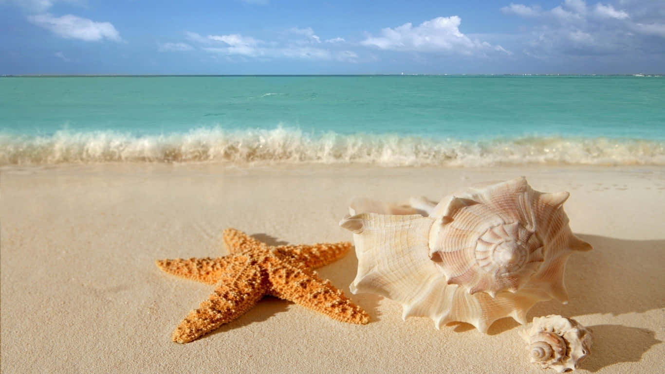 海灘高清桌布：海星與貝殼 壁紙