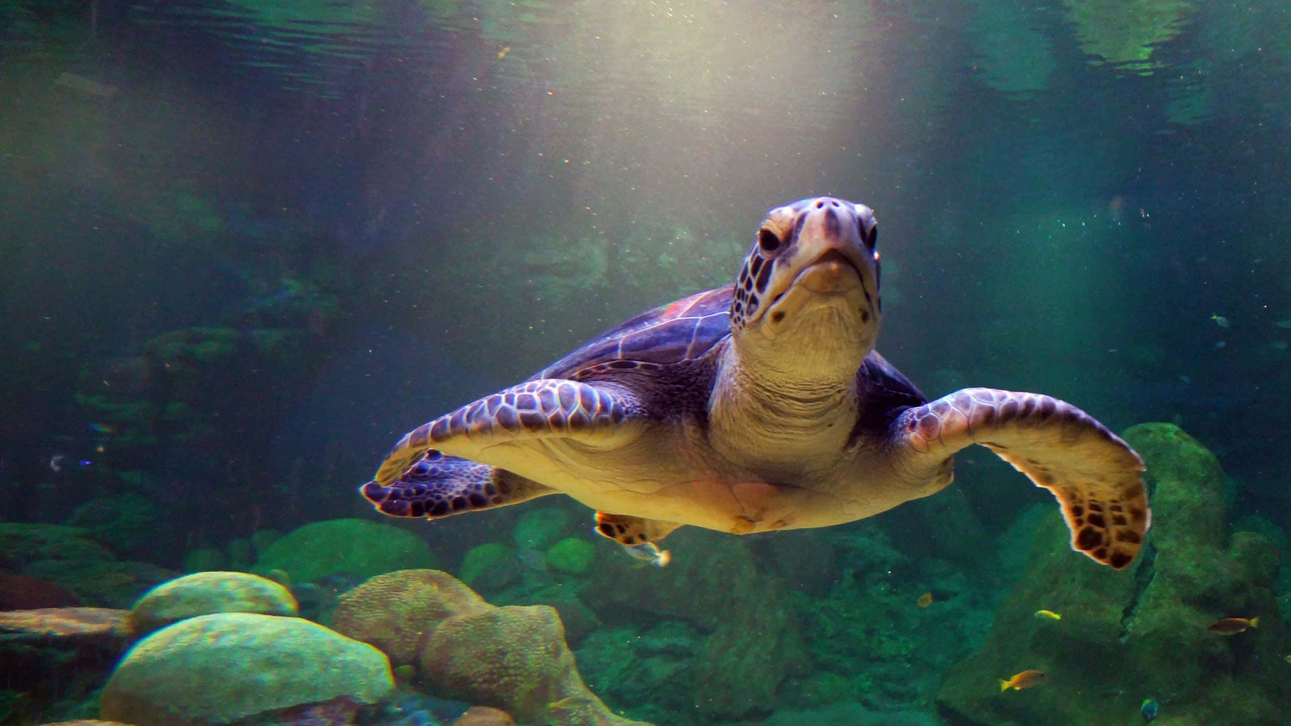 海龜在水族箱中與岩石珊瑚共游 壁紙